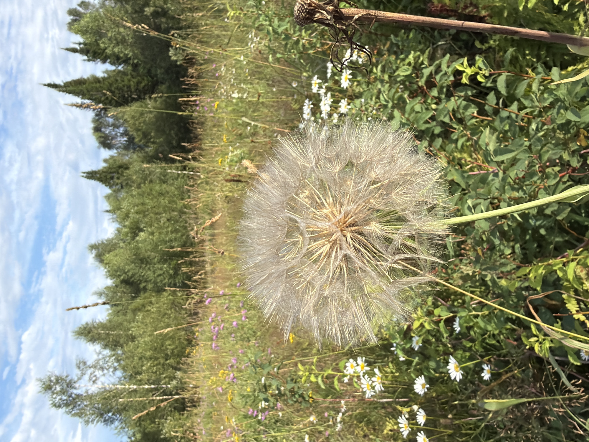 Wildflowers and bees in a Tashtagol summer meadow