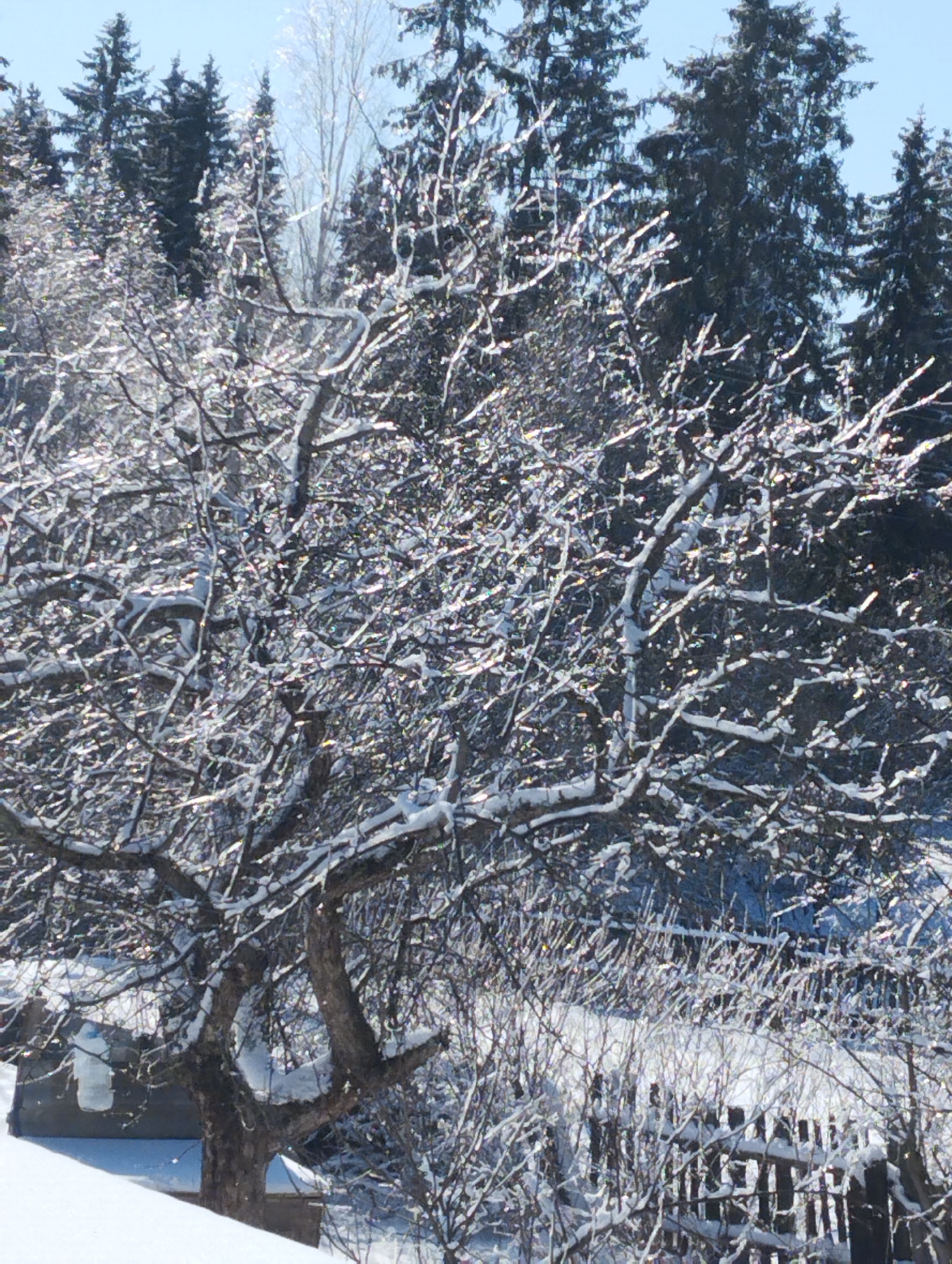 Winter scenes documented in Krasnogorskoye, Russia show snowy landscapes
