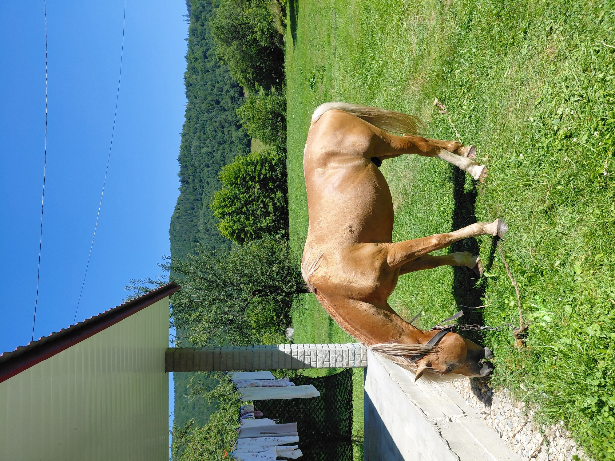 Tethered palomino grazing in a rural Ukrainian field