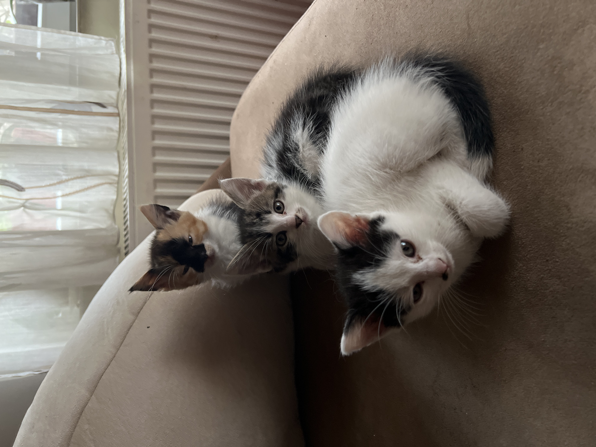 Three kittens huddle together on sofa in Bulgarian village