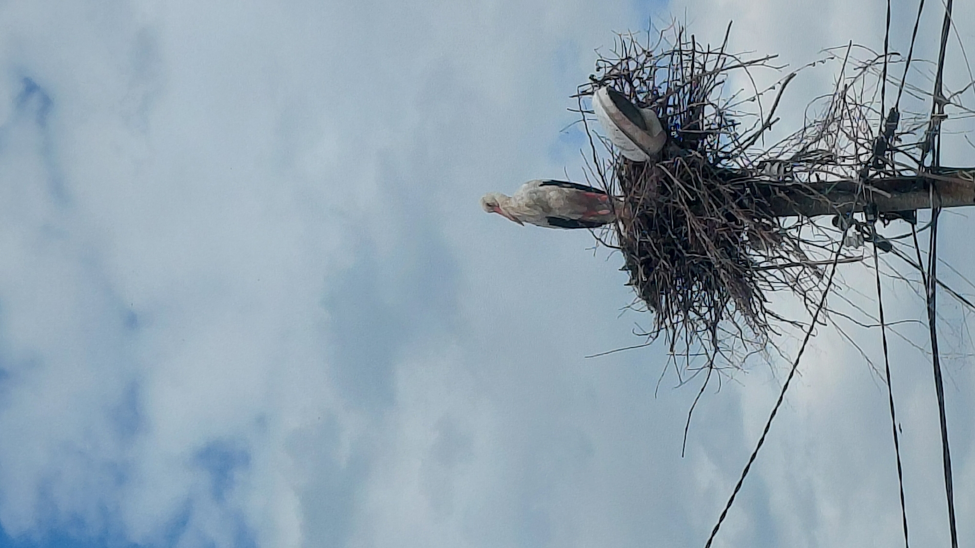 Storks observed nesting on utility poles during midday hours