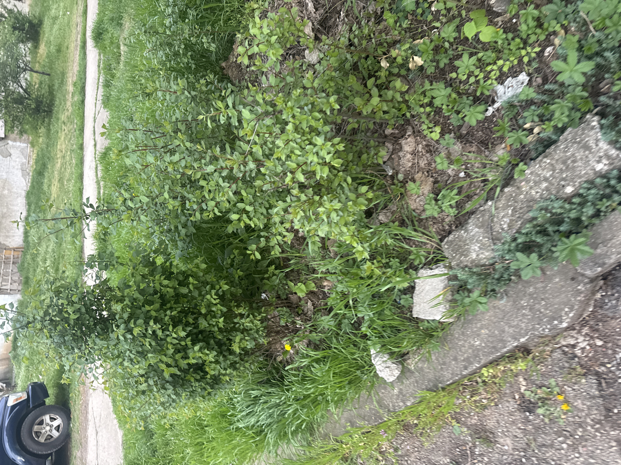 Overgrown vegetation photographed near structures in Montana, Bulgaria