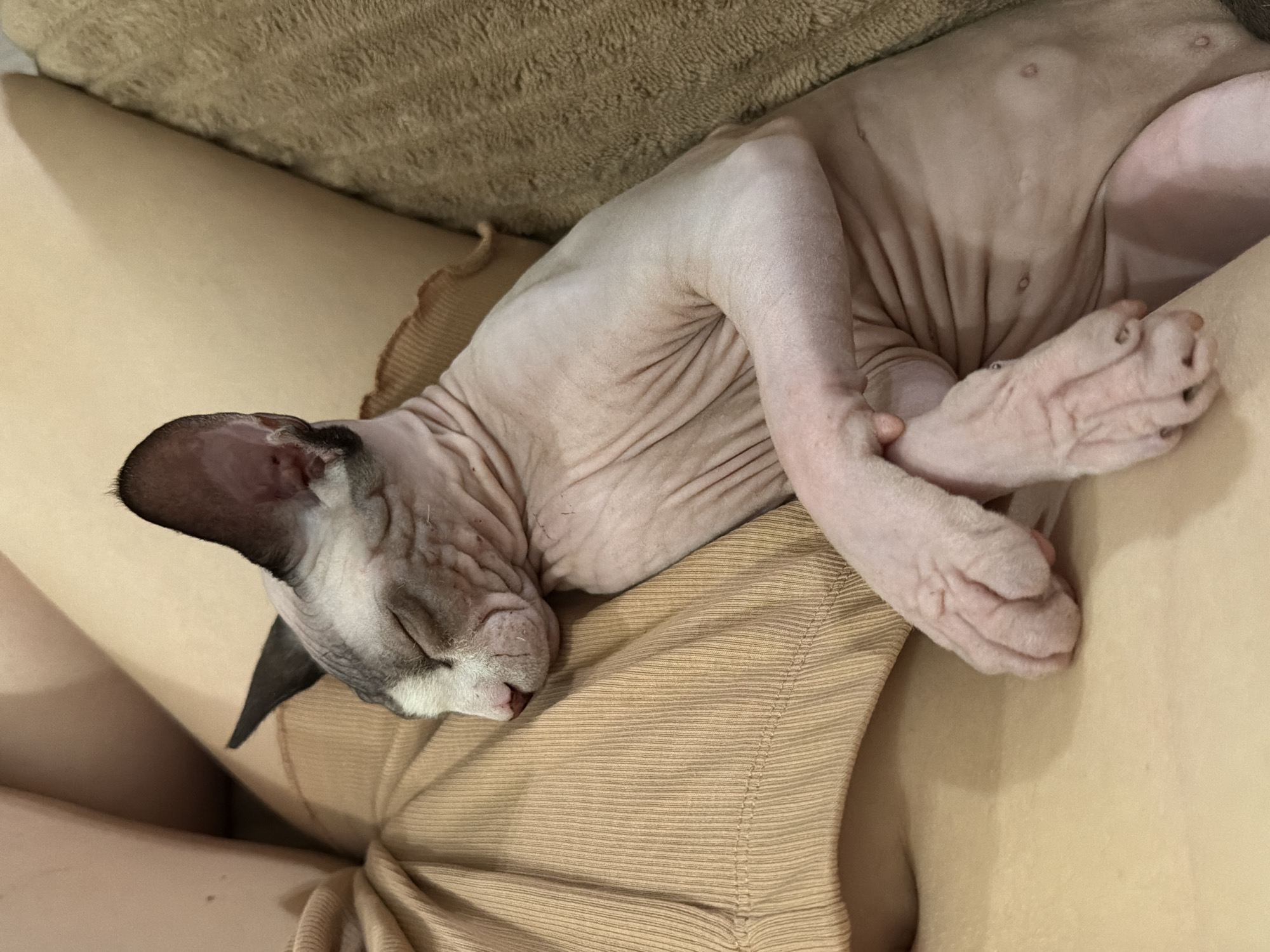 Sphynx cat sleeps peacefully on owner's lap during evening