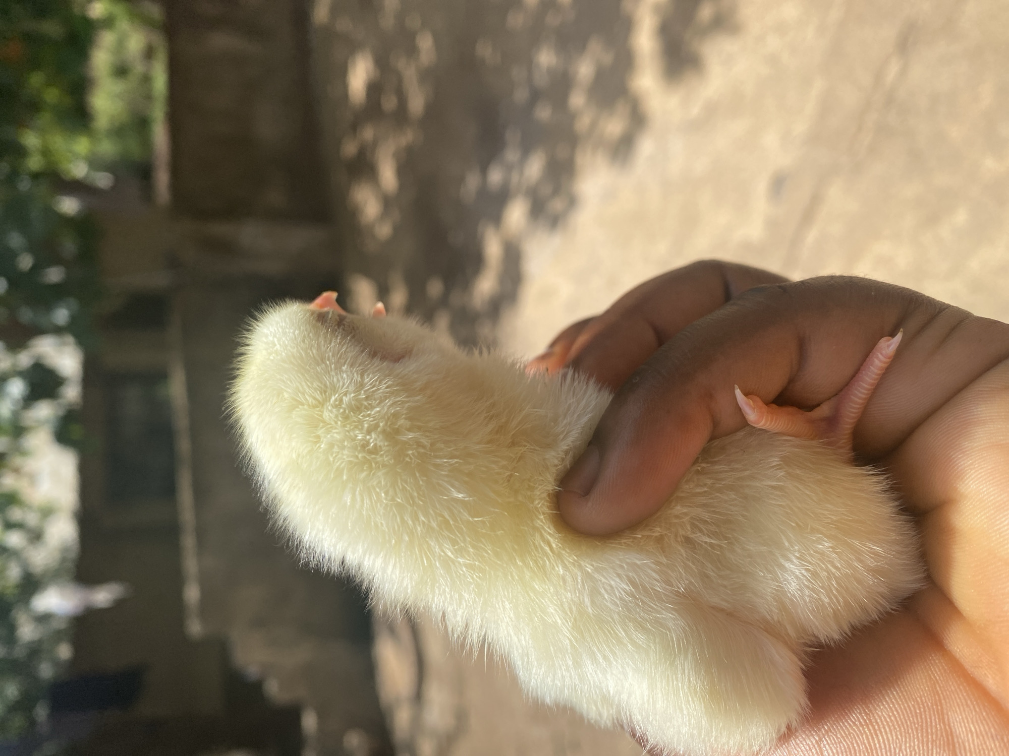 Baby chick photographed in multiple poses in Maigizo, Nigeria