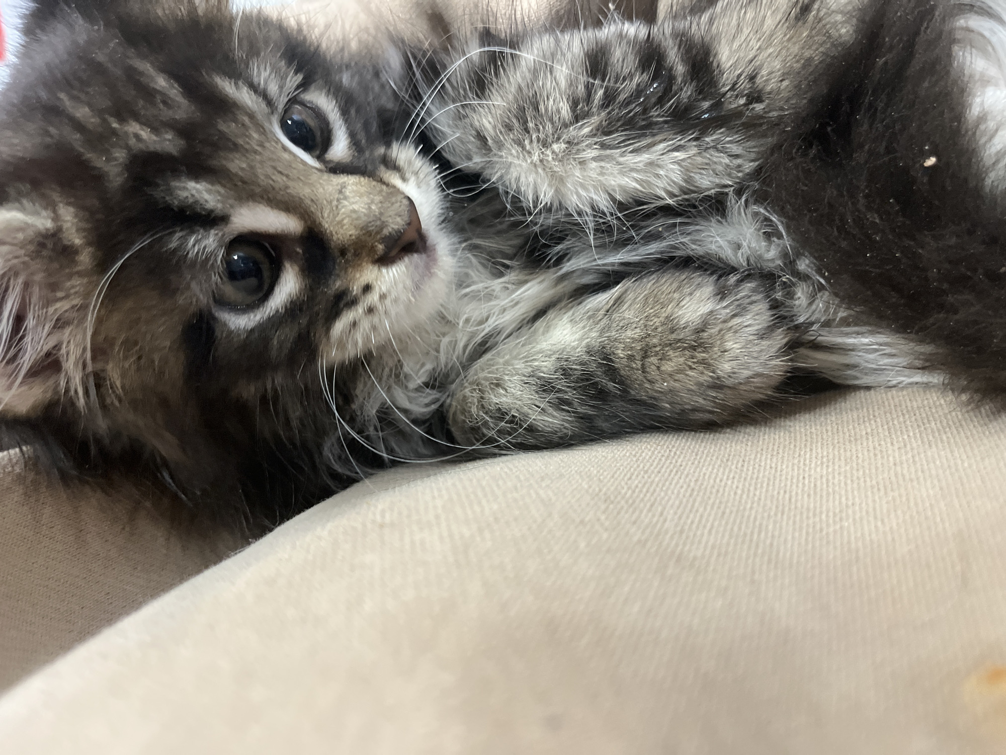 Tabby kitten resting on a cream surface, low-angle close-up.