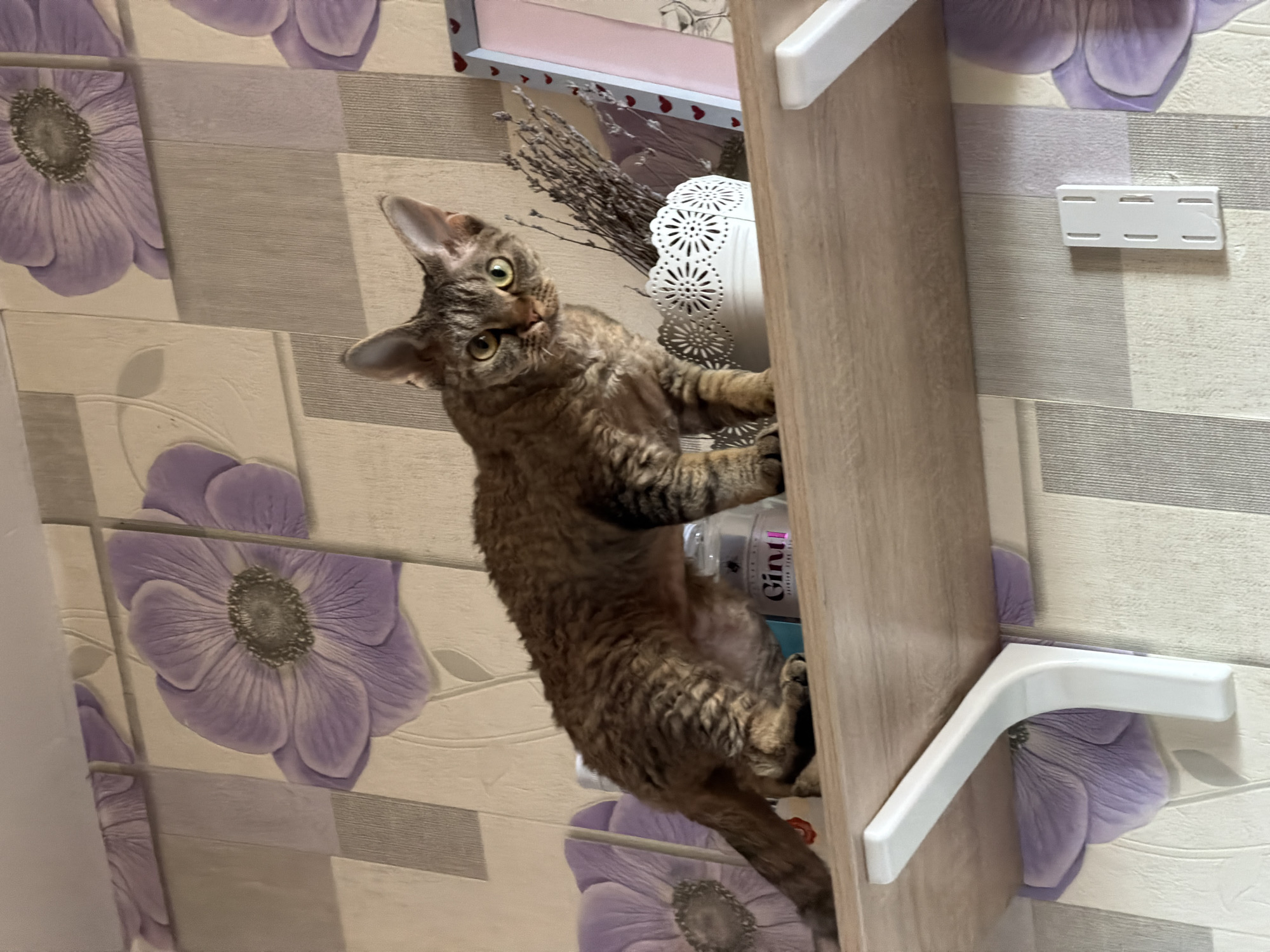 Devon Rex cat climbs decorative shelves in Moscow home