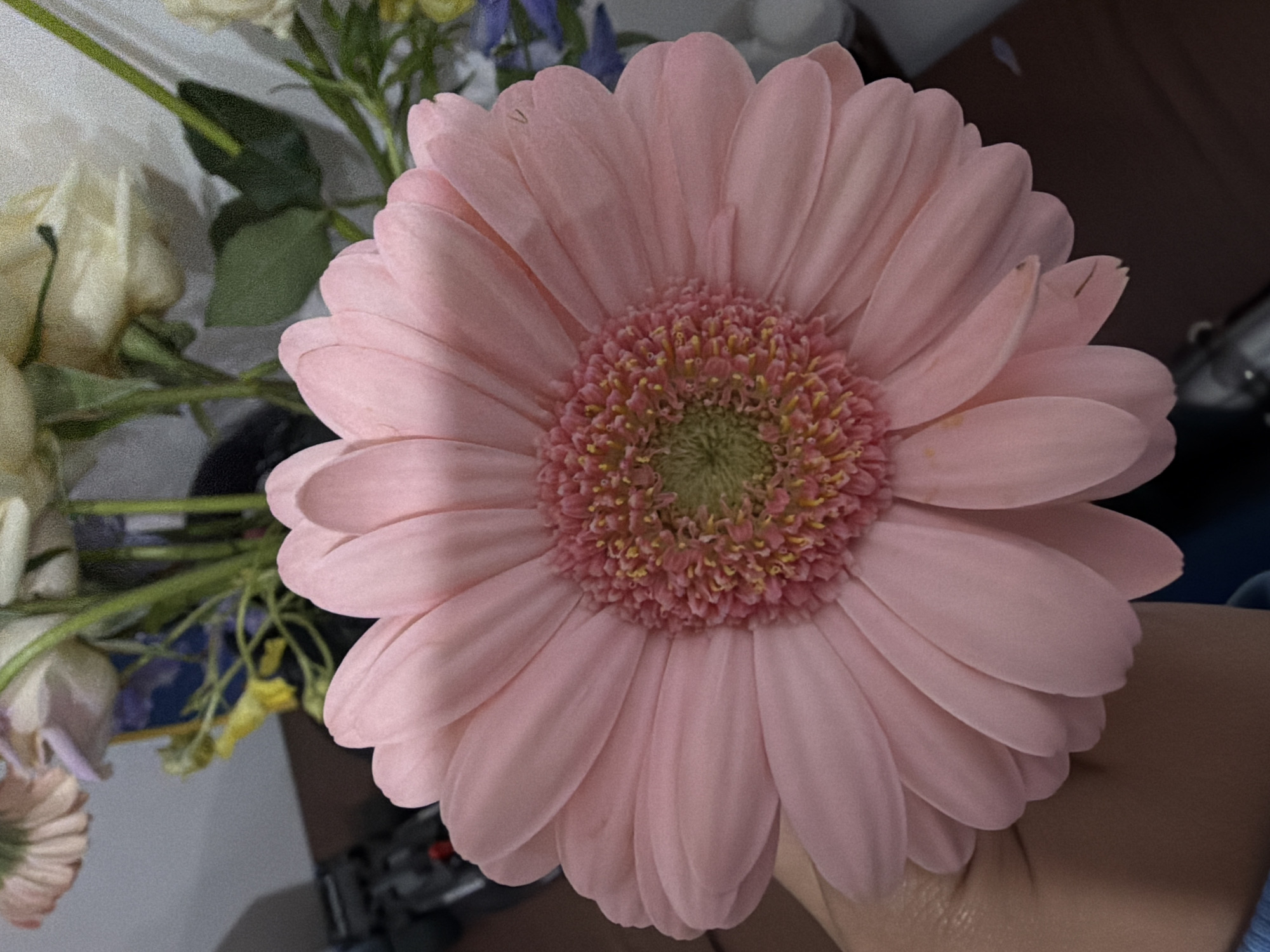 Pink Gerbera daisy photographed in full bloom