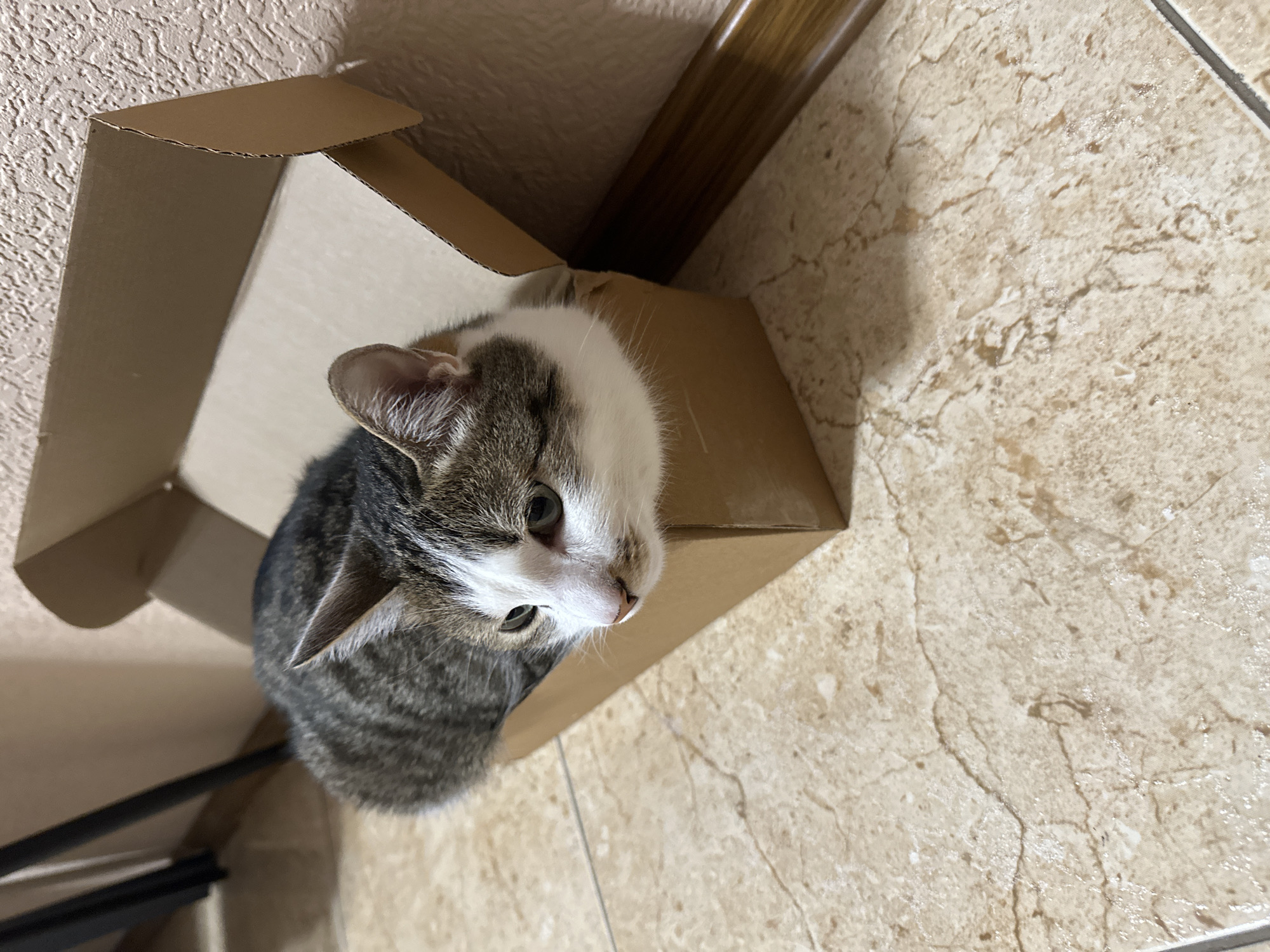Cat sits in cardboard box in Krasnoyarsk