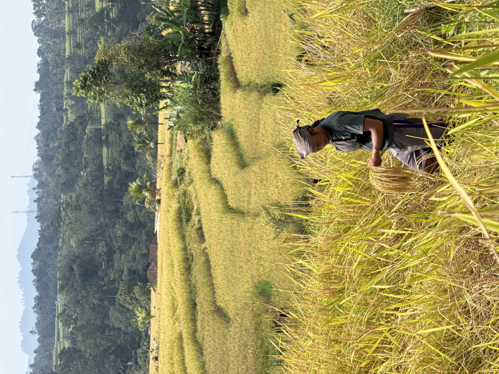 Golden rice harvest across terraced fields in Penebel, Bali