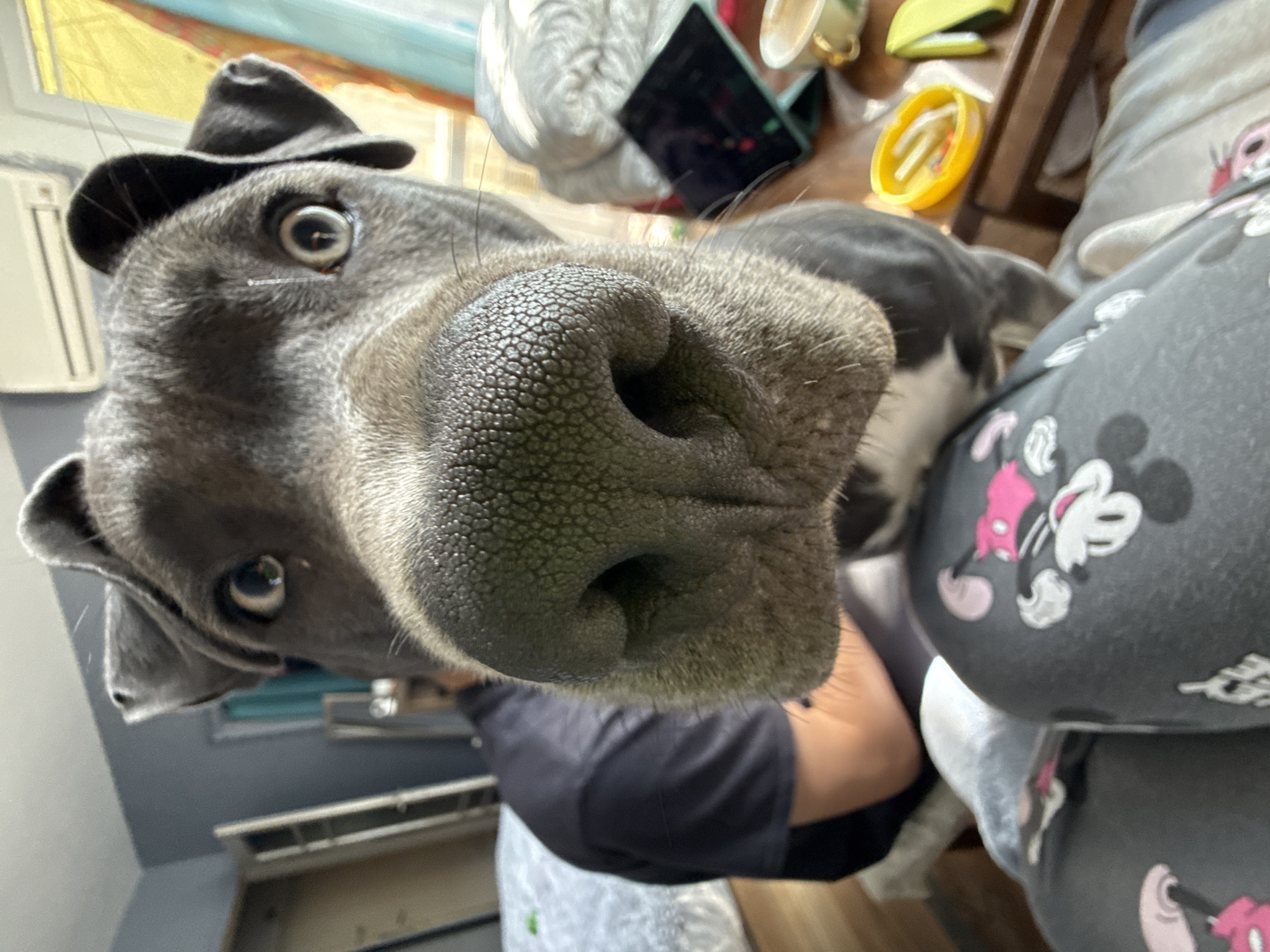Gray dog photographed with hat, toys in Varna home