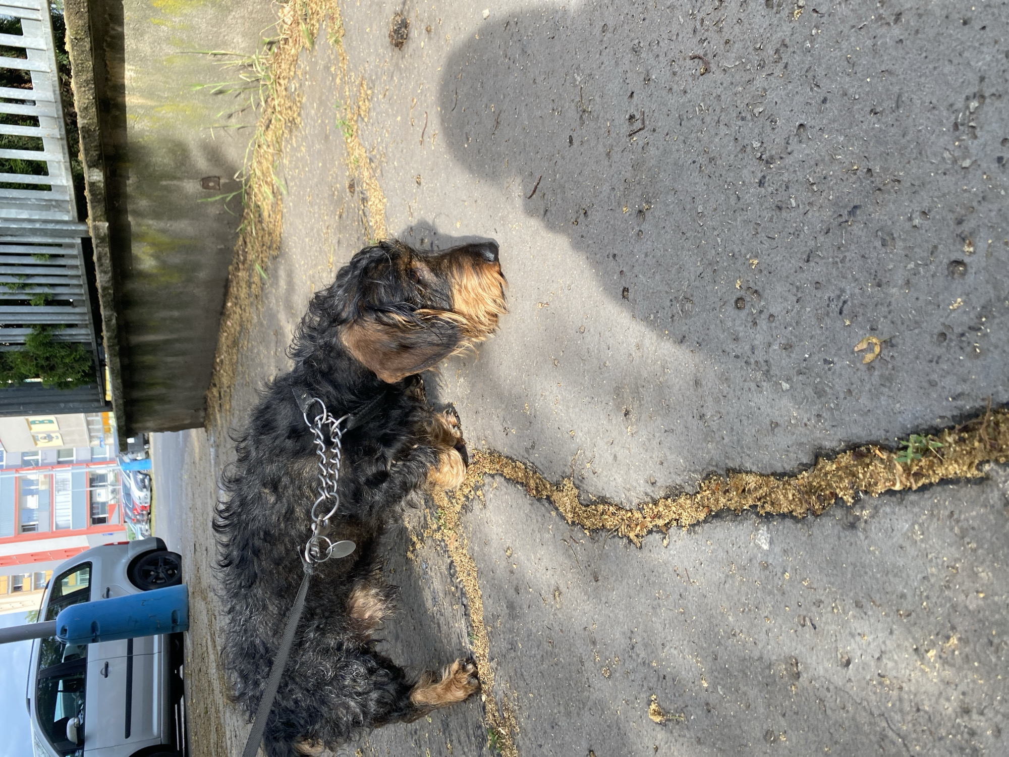 Daily life moments with dog, sweets documented in Bílina