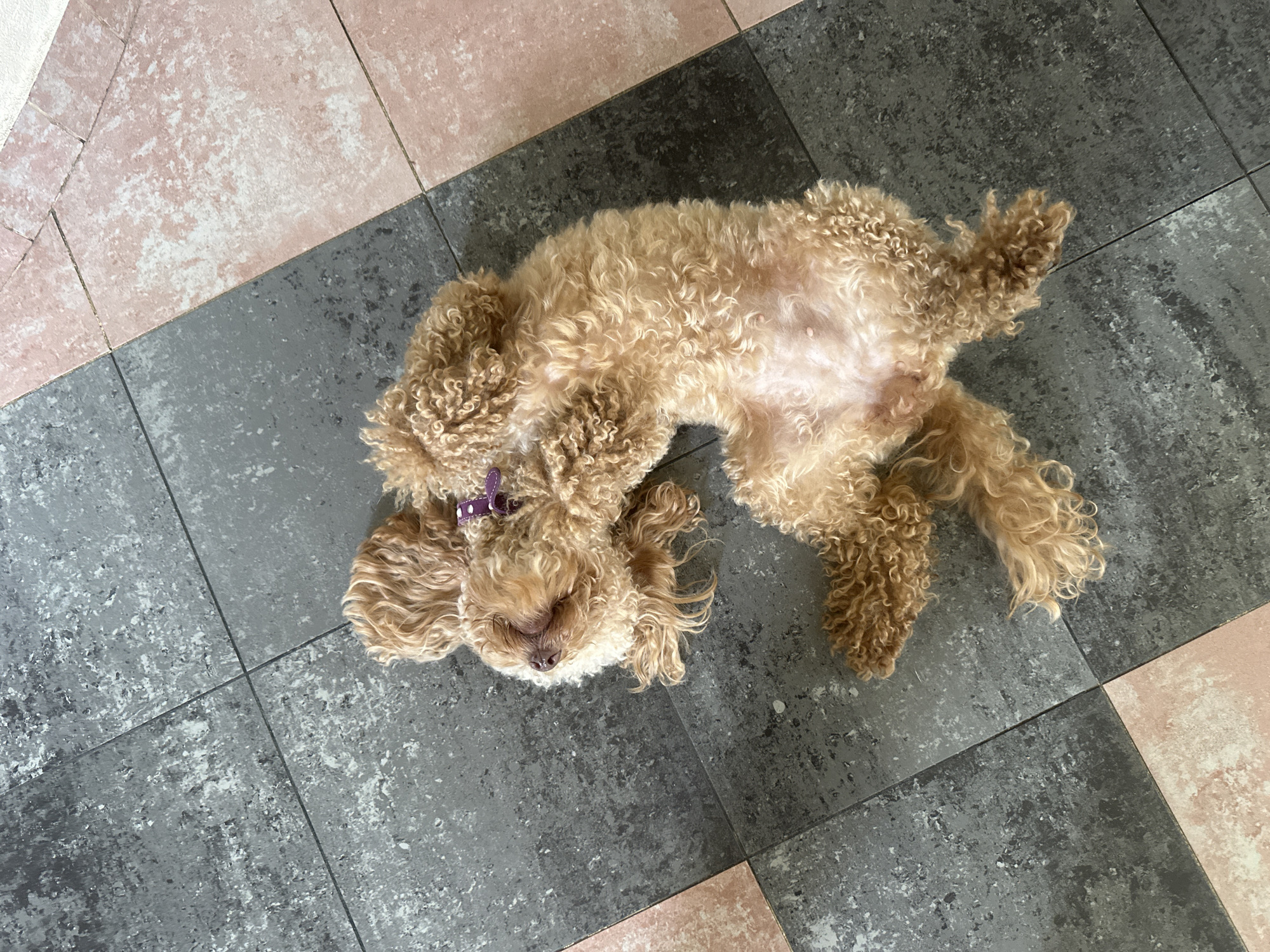 Brown poodle spotted in Armavir home and garden