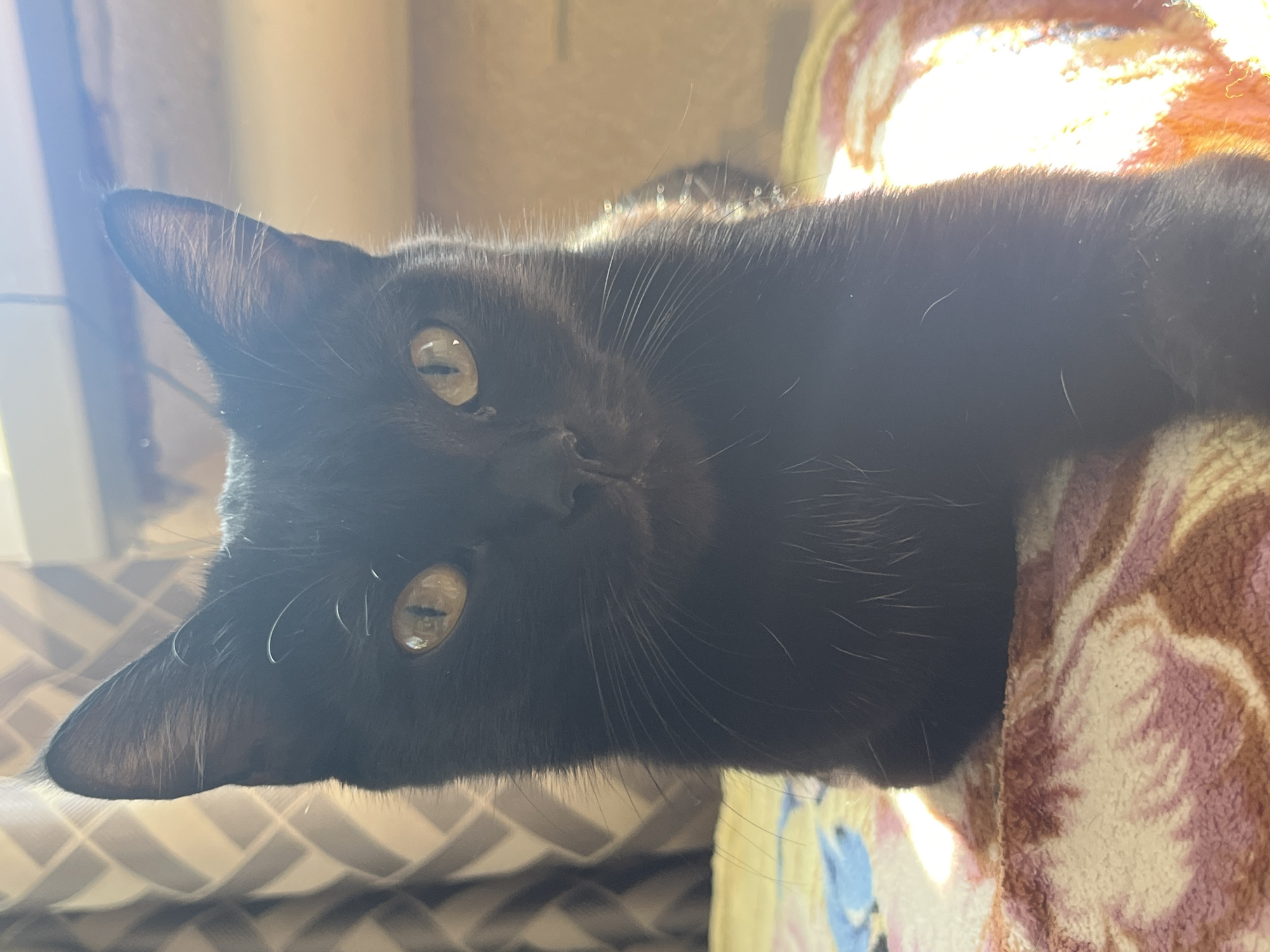 Morning photos capture black cat and redhead in Chaikovsky