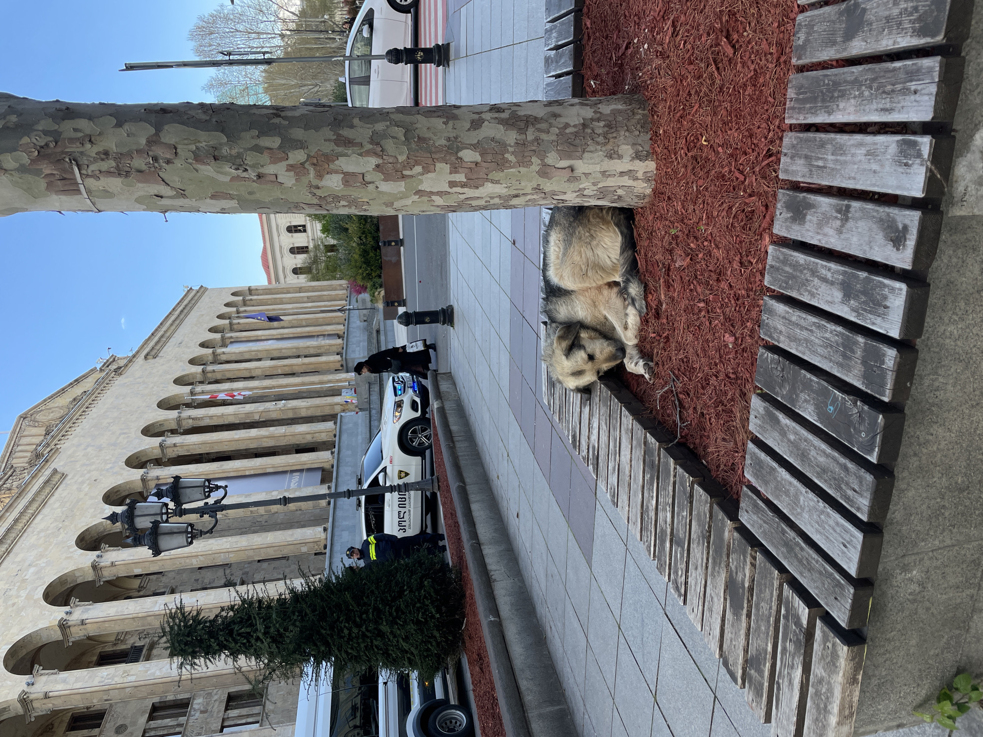 Dog rests by tree in Tbilisi public space