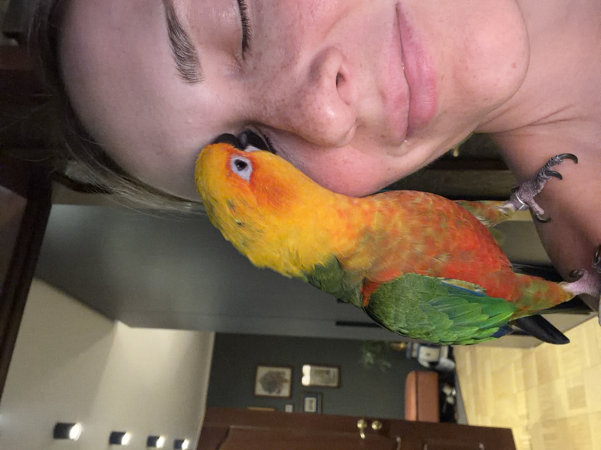 Sun Conure parrot shares tender moments with owner in Khimki