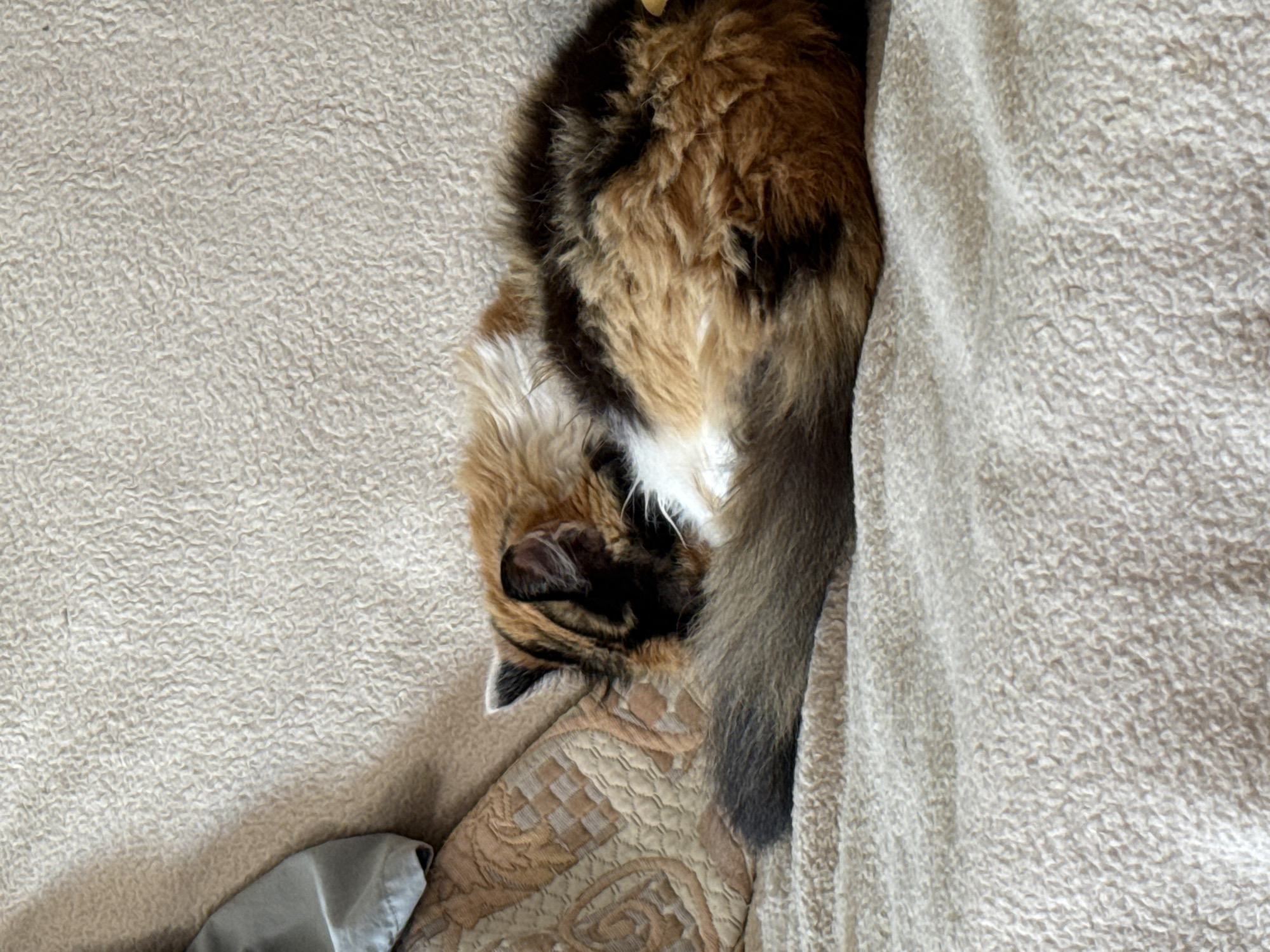 Calico cat's morning: napping, eating, and grazing outside