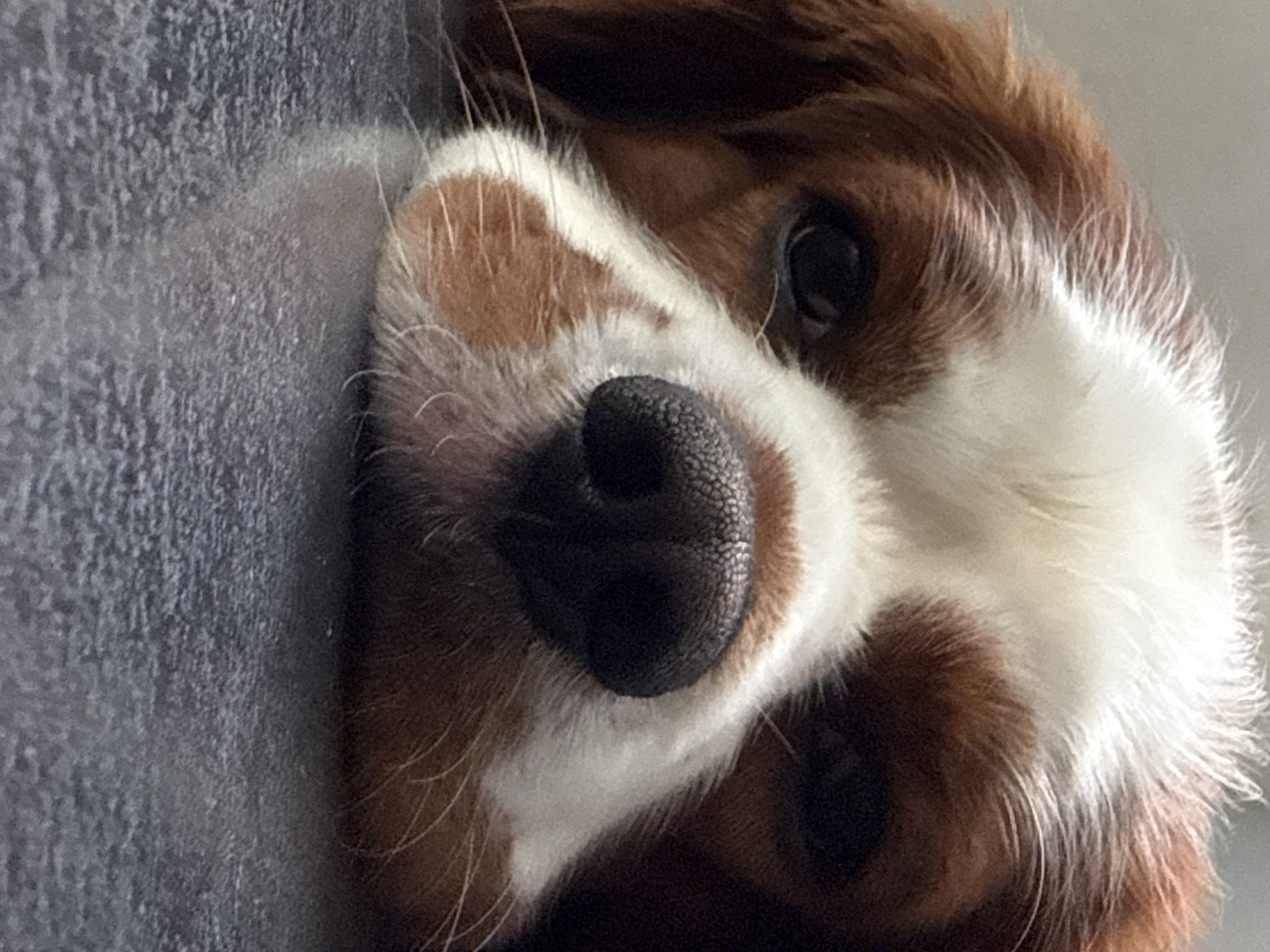 Cavalier King Charles Spaniel resting quietly in Dobrich