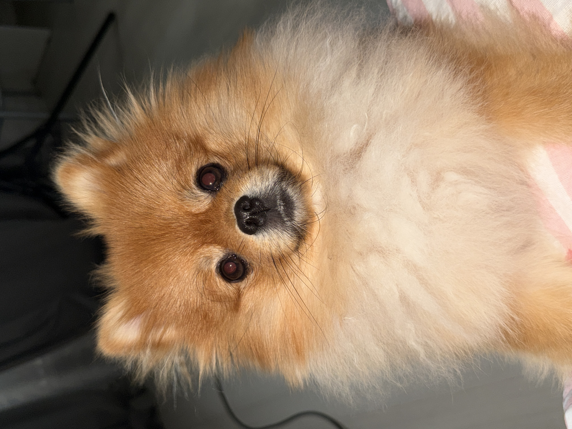 Cats and a Pomeranian photographed around a Kirov home