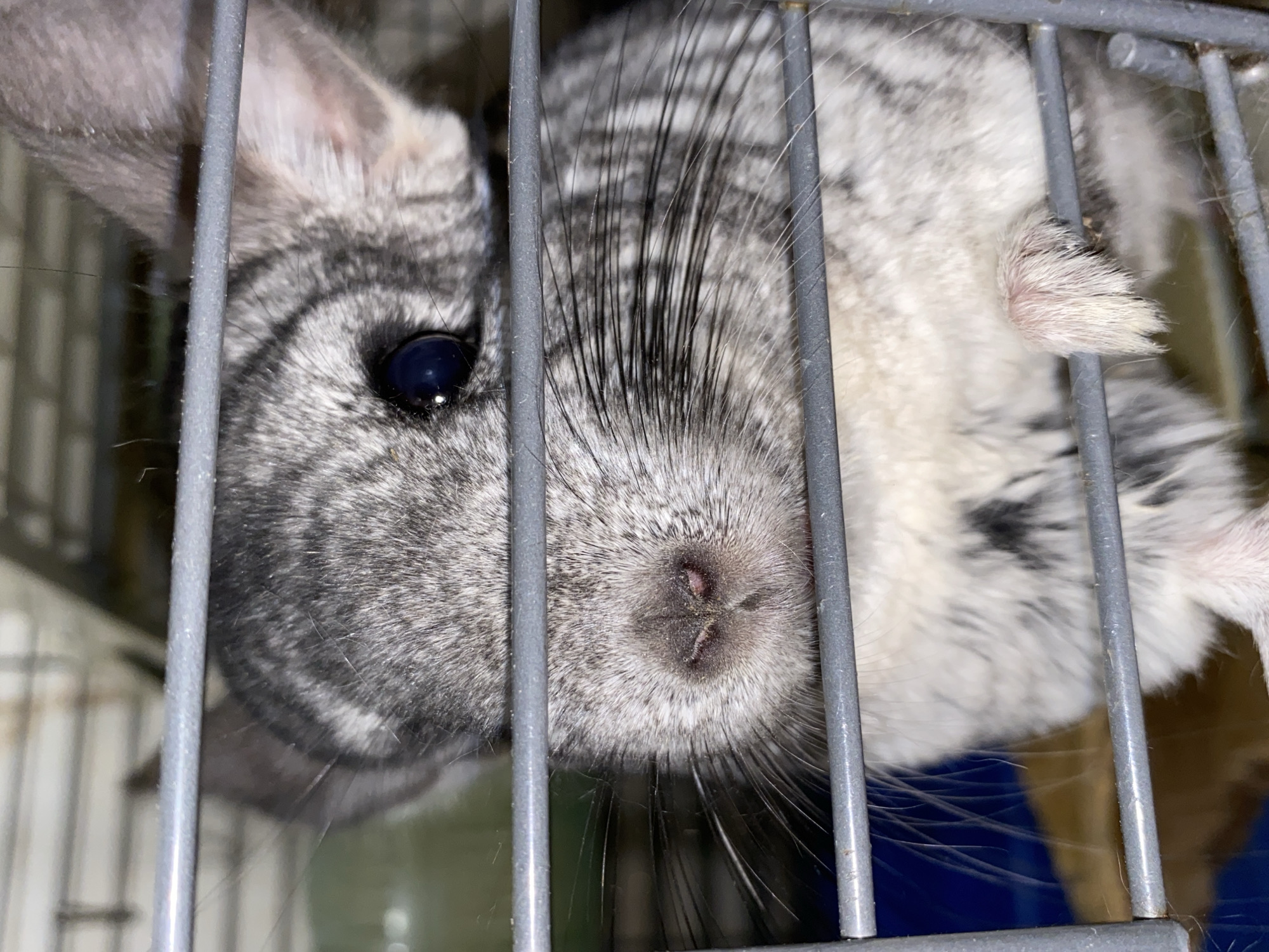 Pet owner documents quiet moments with cat, chinchilla in Votkinsk