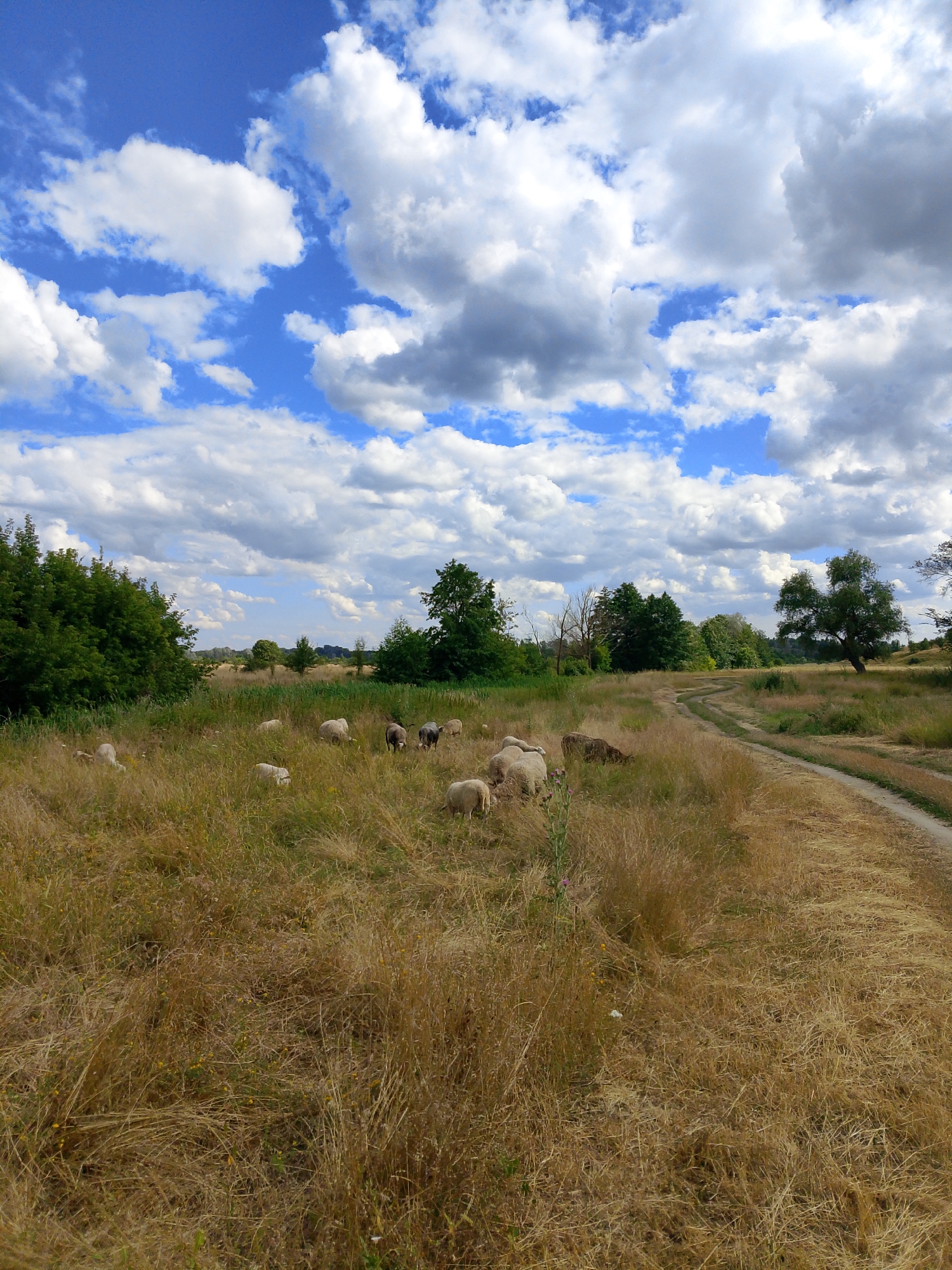 Sheep grazing in a sun-baked field with herding dog nearby