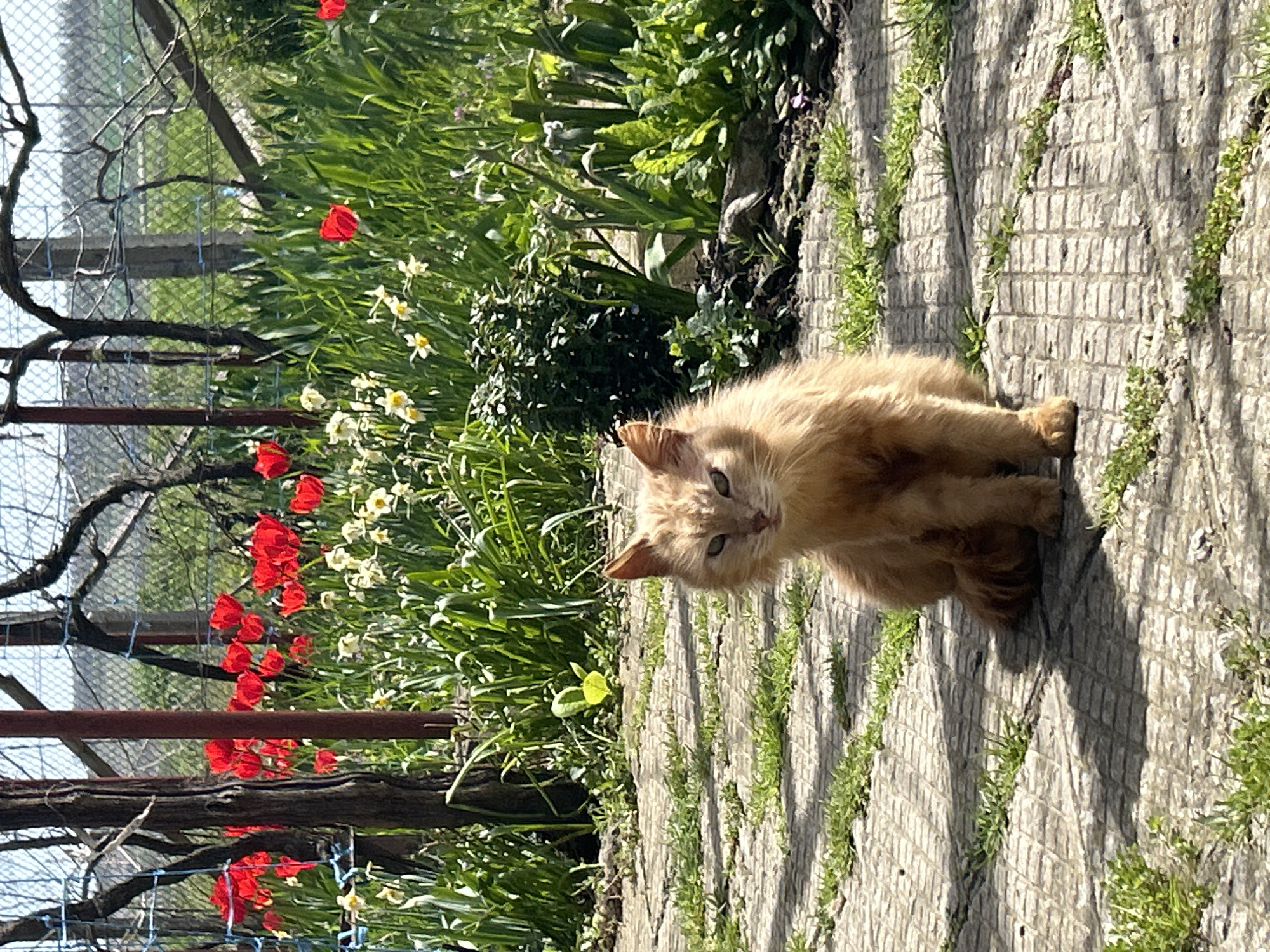 Spring scenes captured in Bulgarian village: cat, horse, flowers