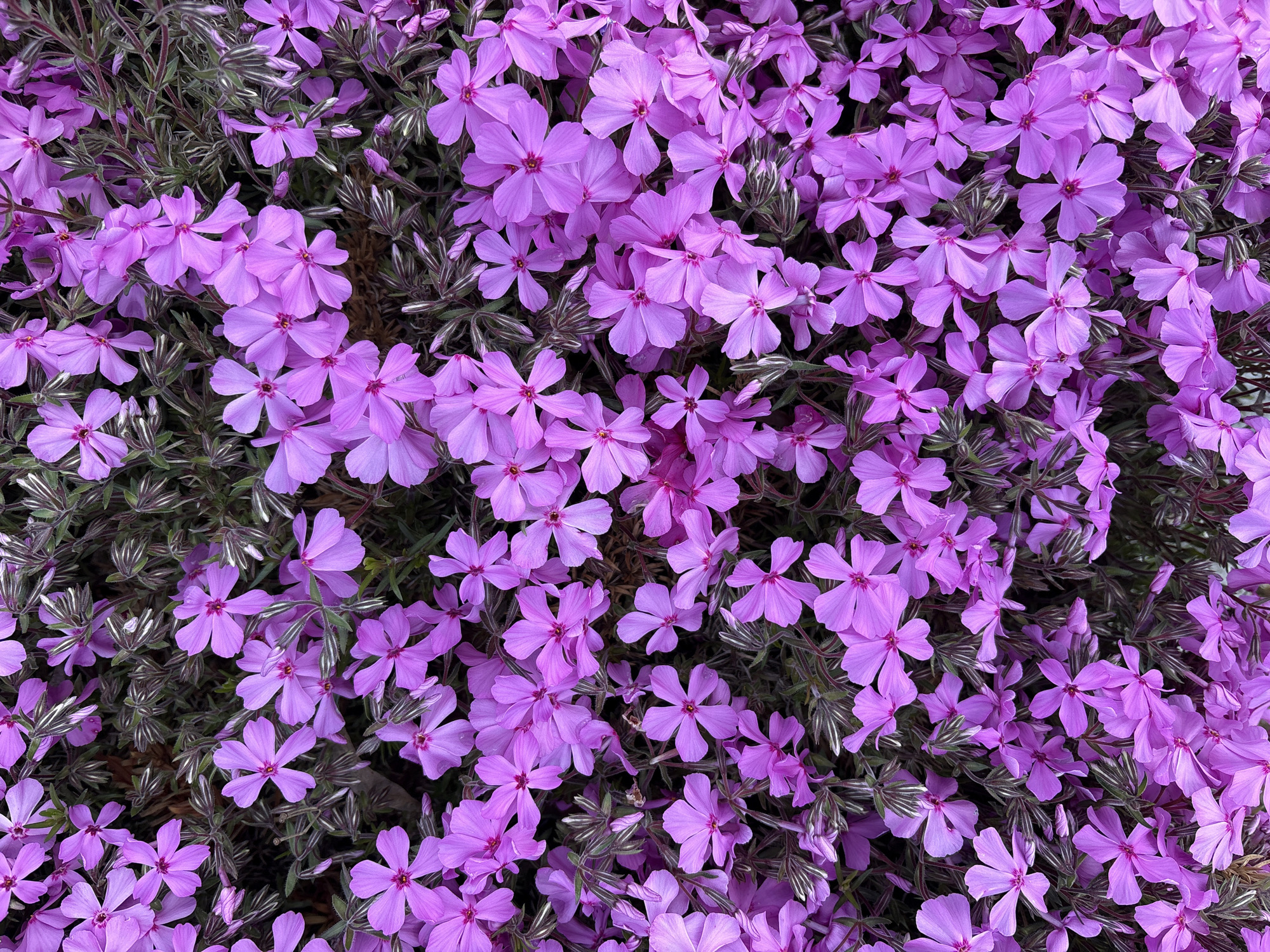 Spring flowers and clouds observed in Kazanlak, Bulgaria