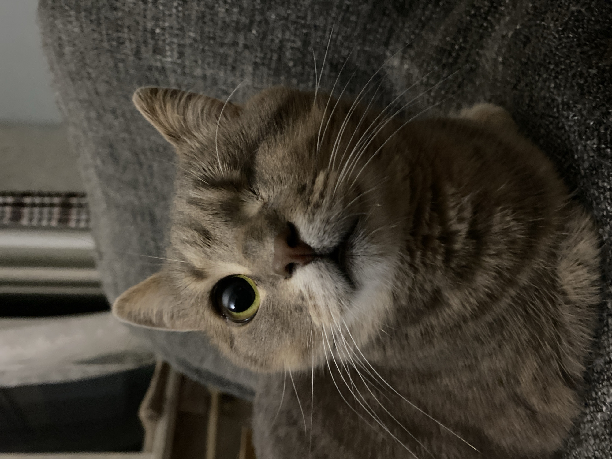 Close-up portraits of several cats, various moods