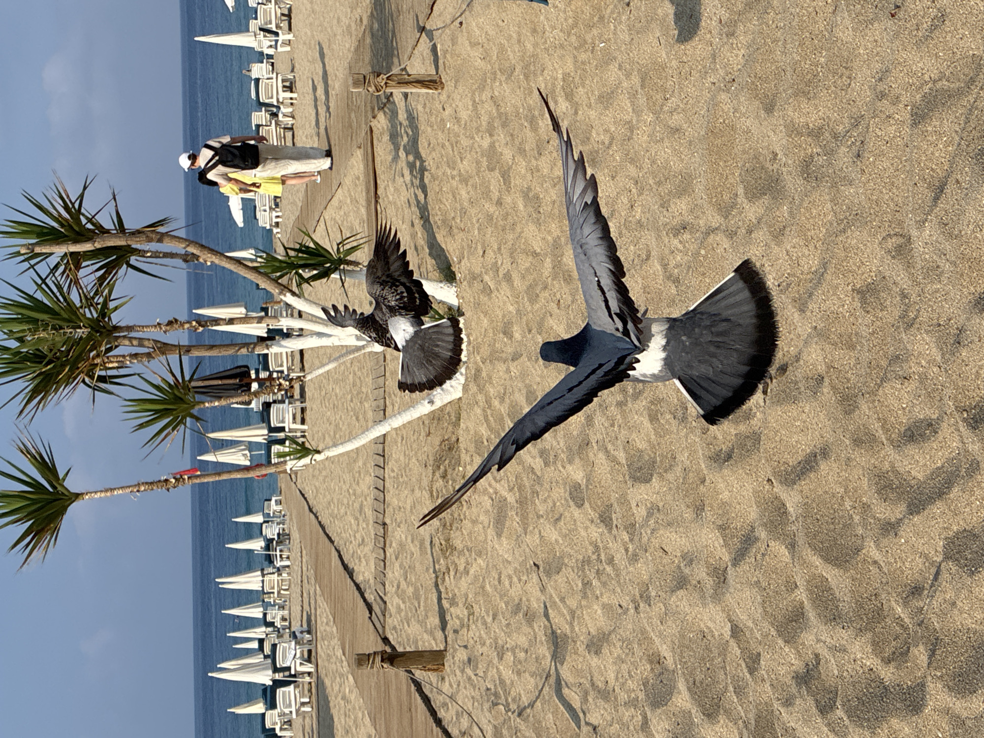 Alanya beachfront morning: cats, pigeons, and a seaside stroll
