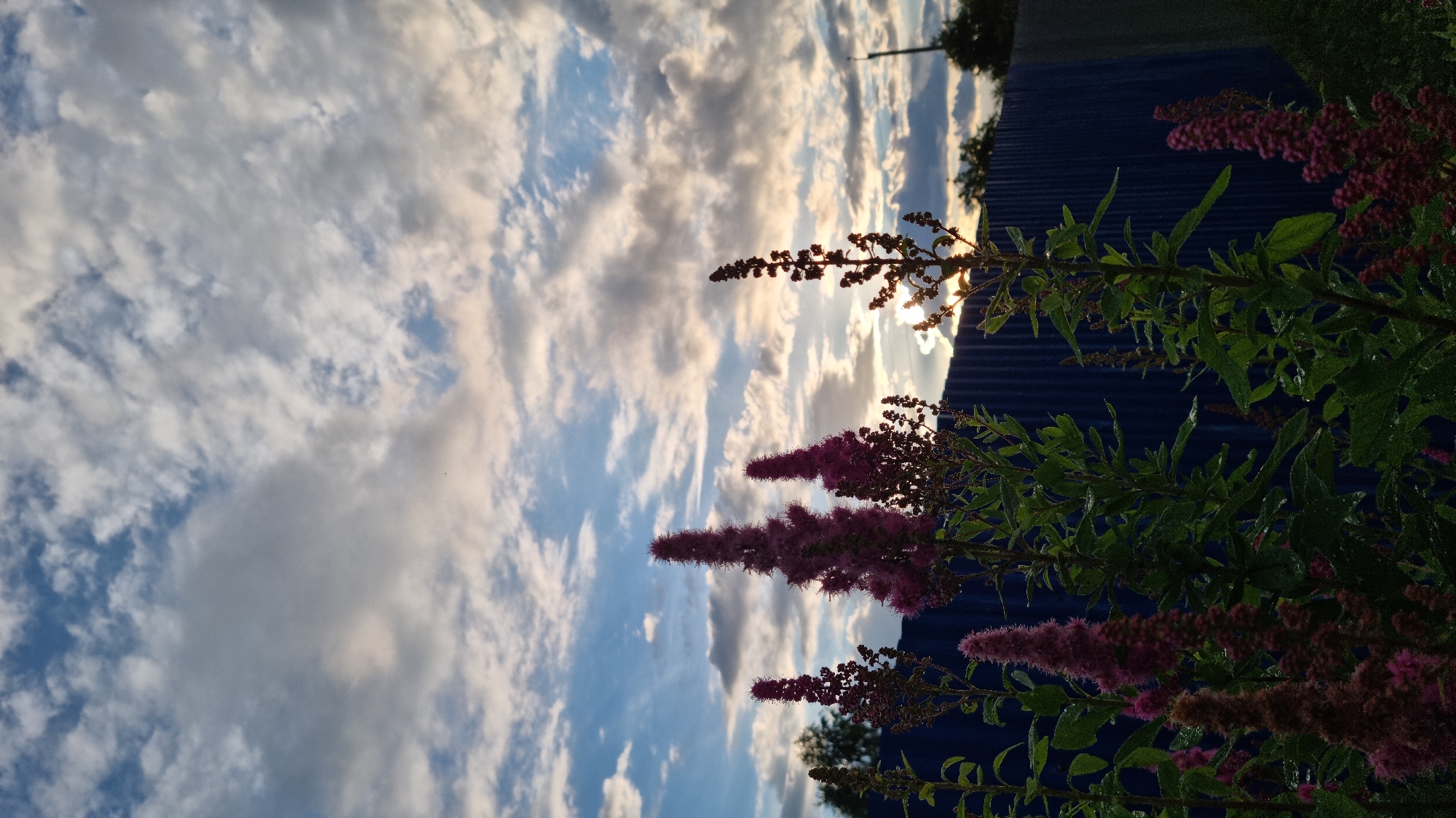 Wildflowers and stormy sunset skies in rural Vysokoe, Russia