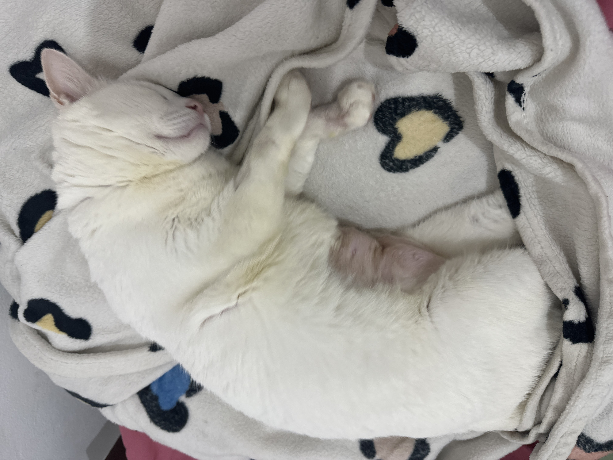 Quiet afternoon moments with selfies and sleeping cats in Sukawati