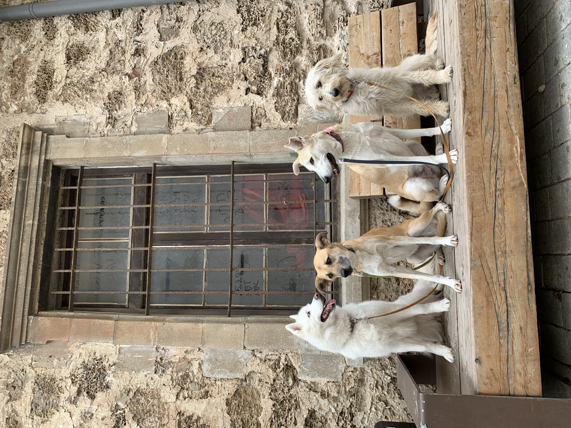 Five leashed dogs lined up on Tel Aviv walkway