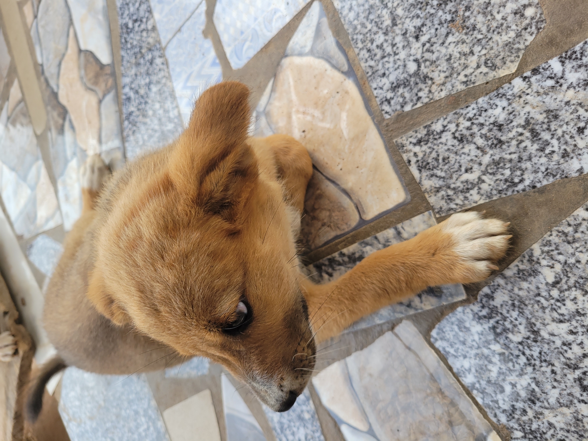 Puppy rests on colorful tiled floor in Markurdi