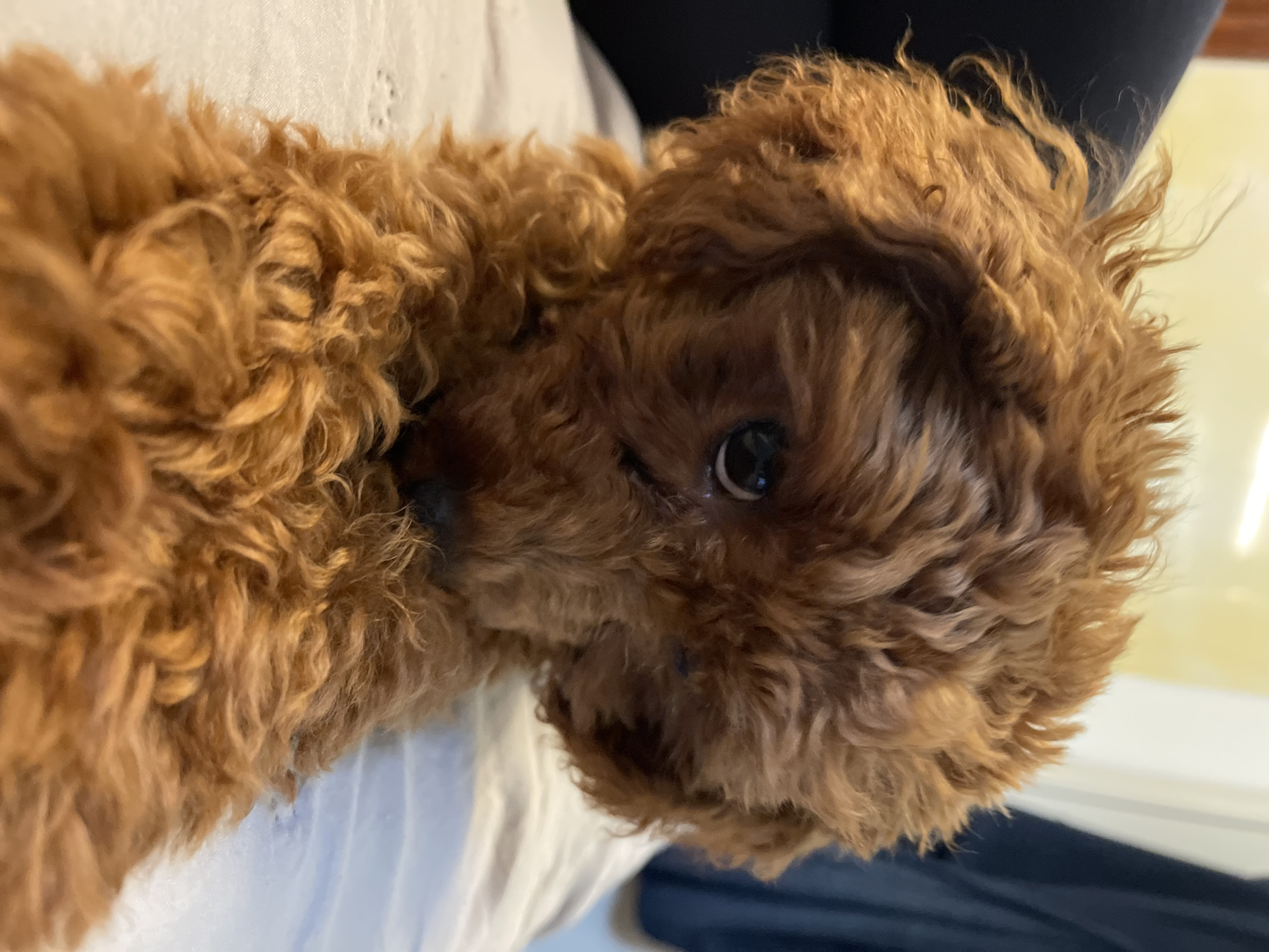 Small poodle photographed resting indoors in Sofia, Bulgaria