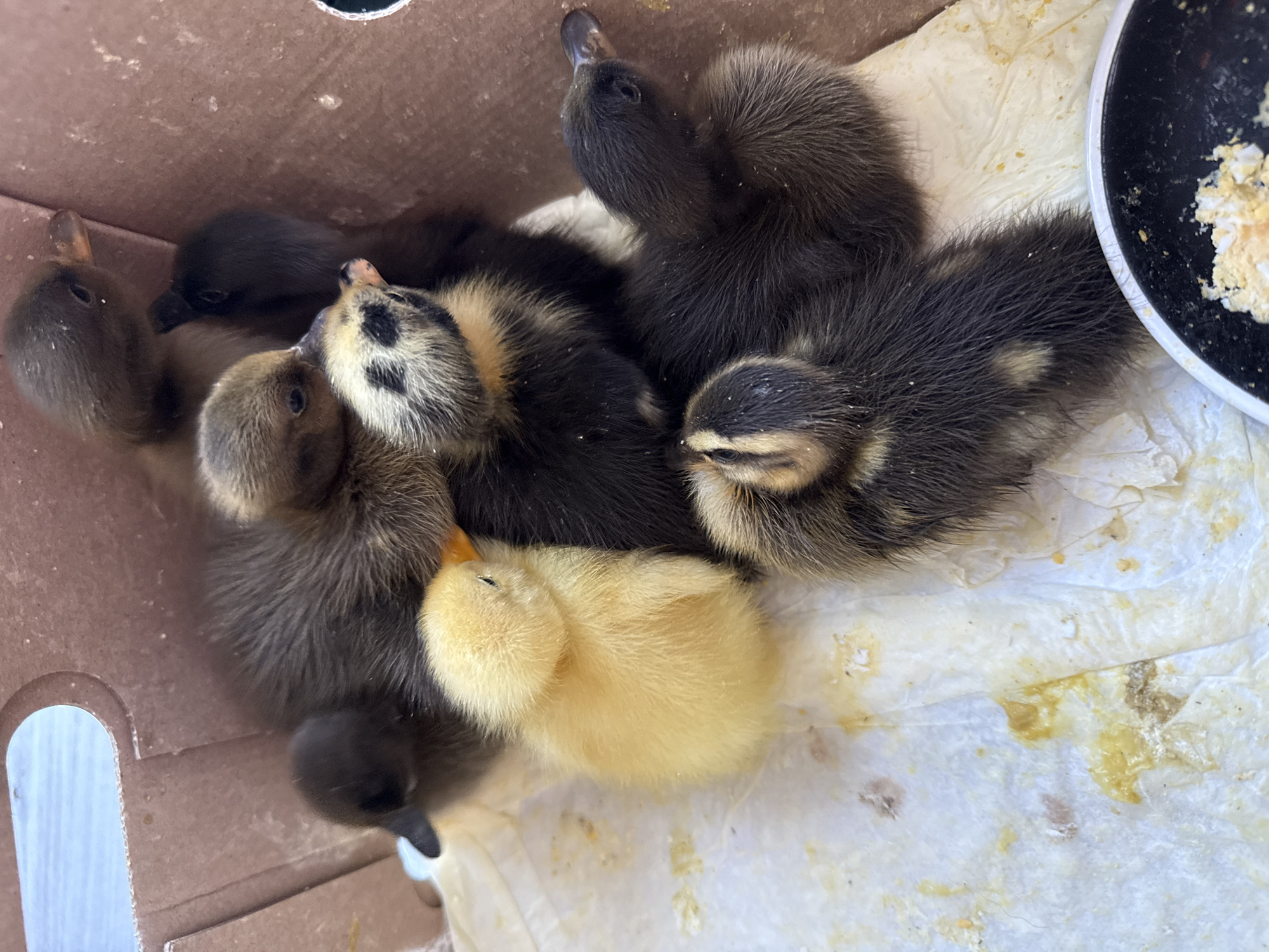 Ducklings and adult ducks at a backyard enclosure in rural Lithuania