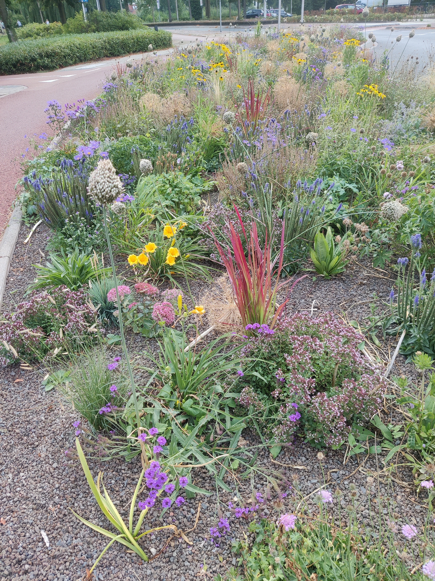 Winterswijk roadside flowerbed full of diverse summer blooms