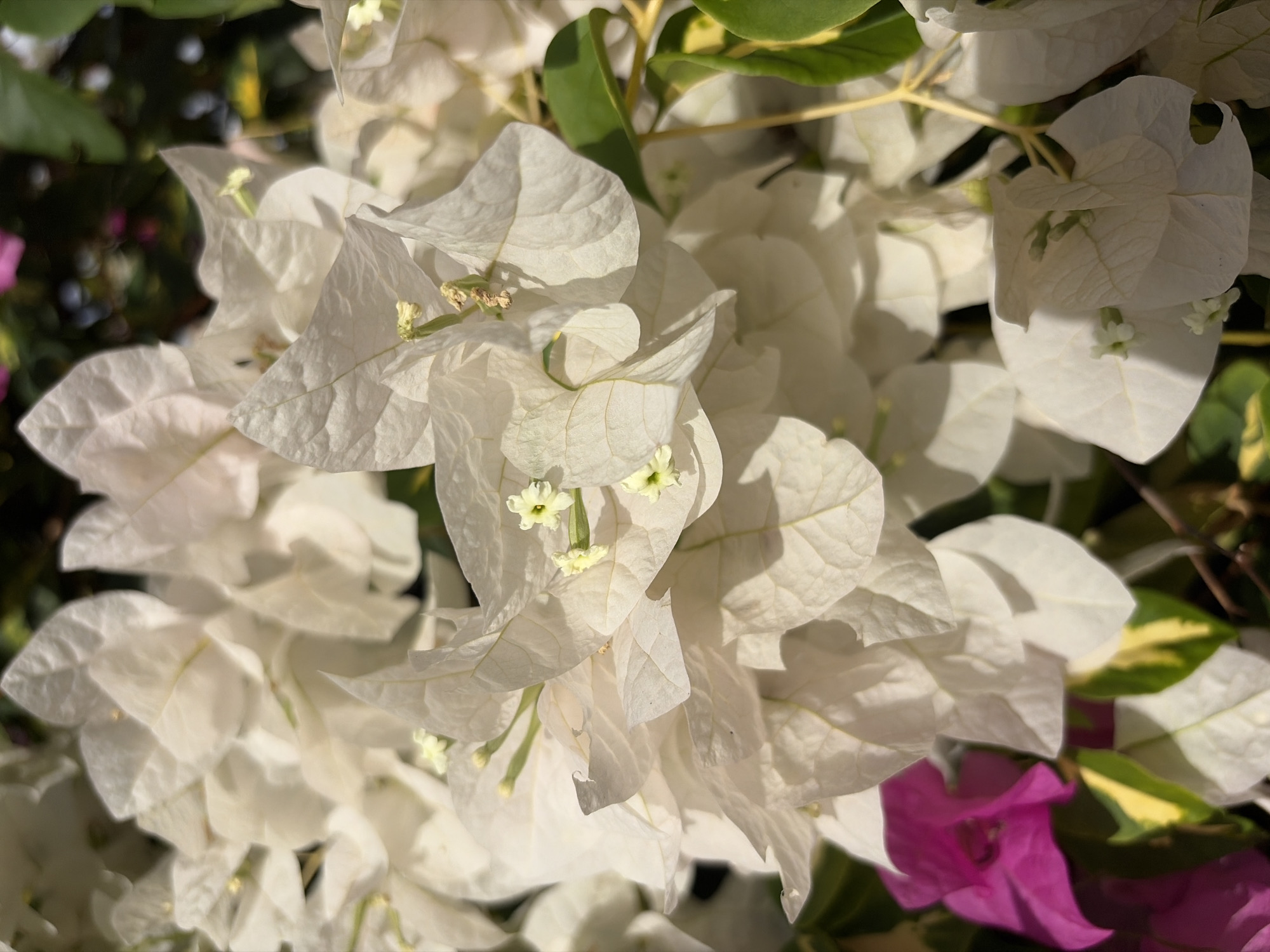 Casual photo walk captures tropical flowers, cat in Ciudad Guayana