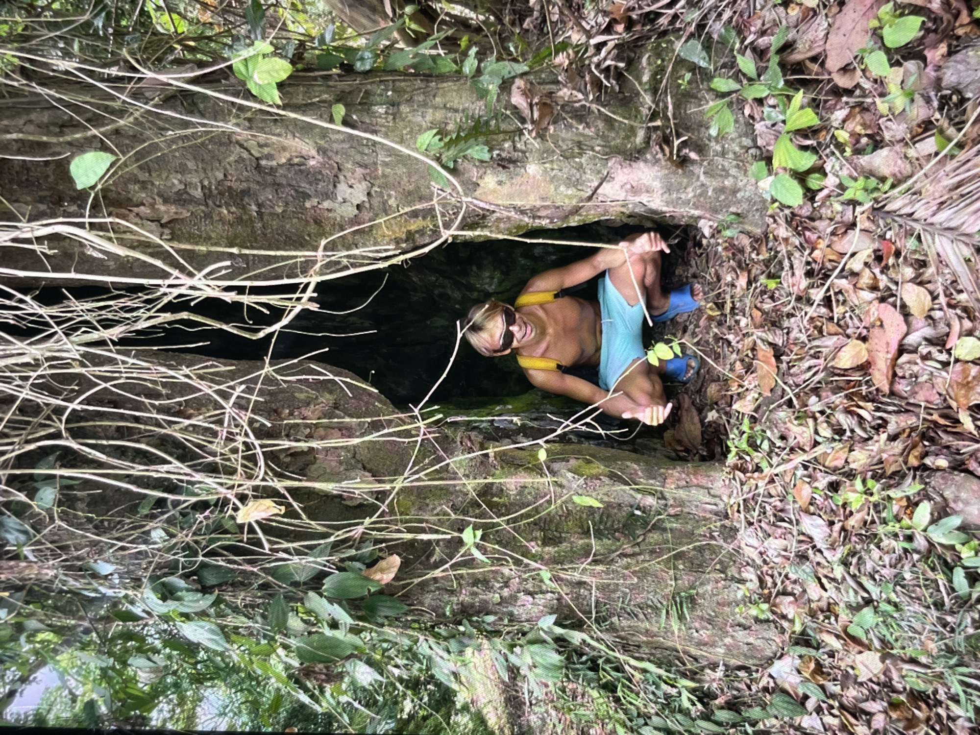 Tropical nature scenes: hollow trees, wildlife, and lush cliffs