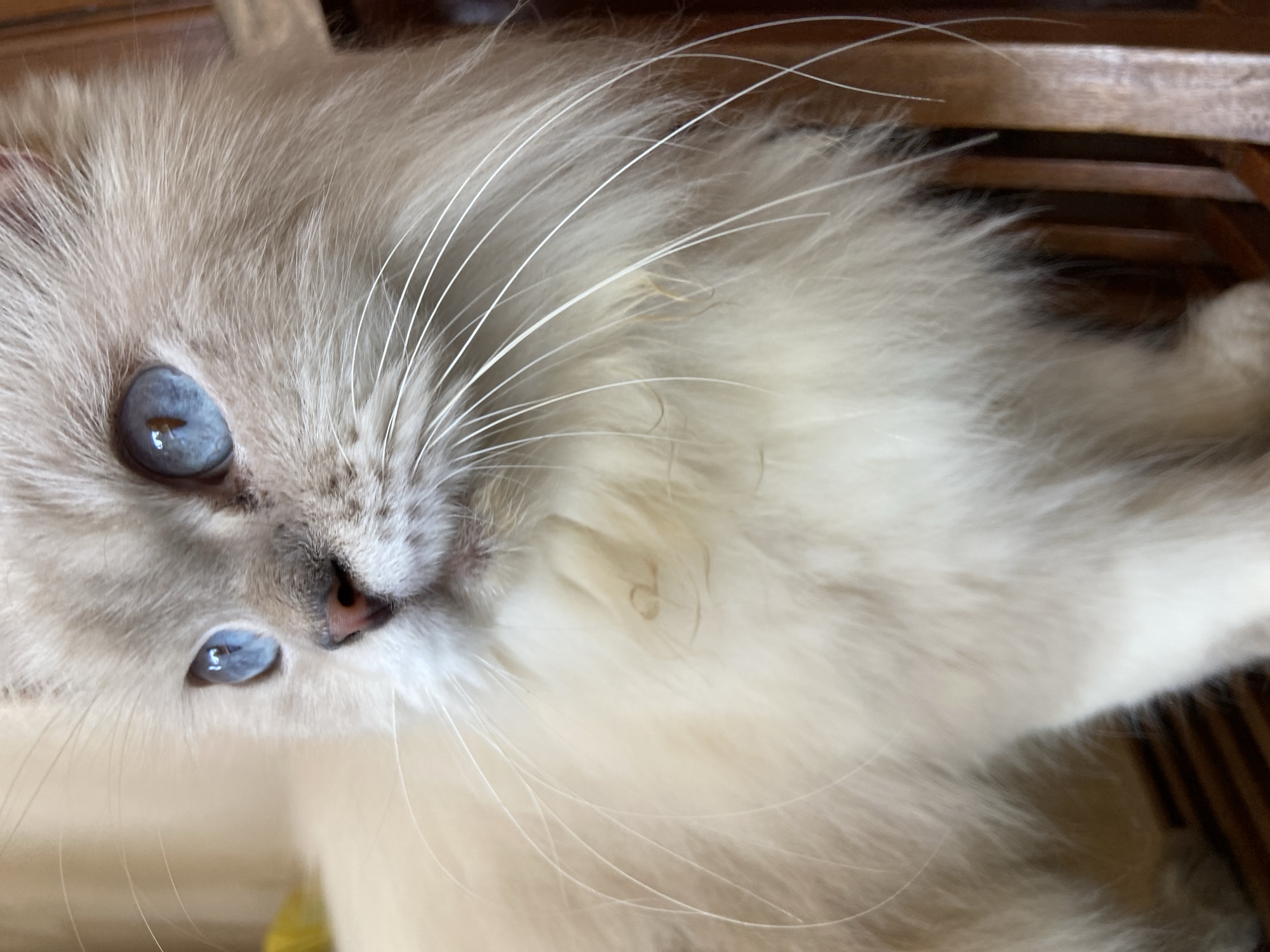 Cats, plants, and a quiet morning at a Margorejo home