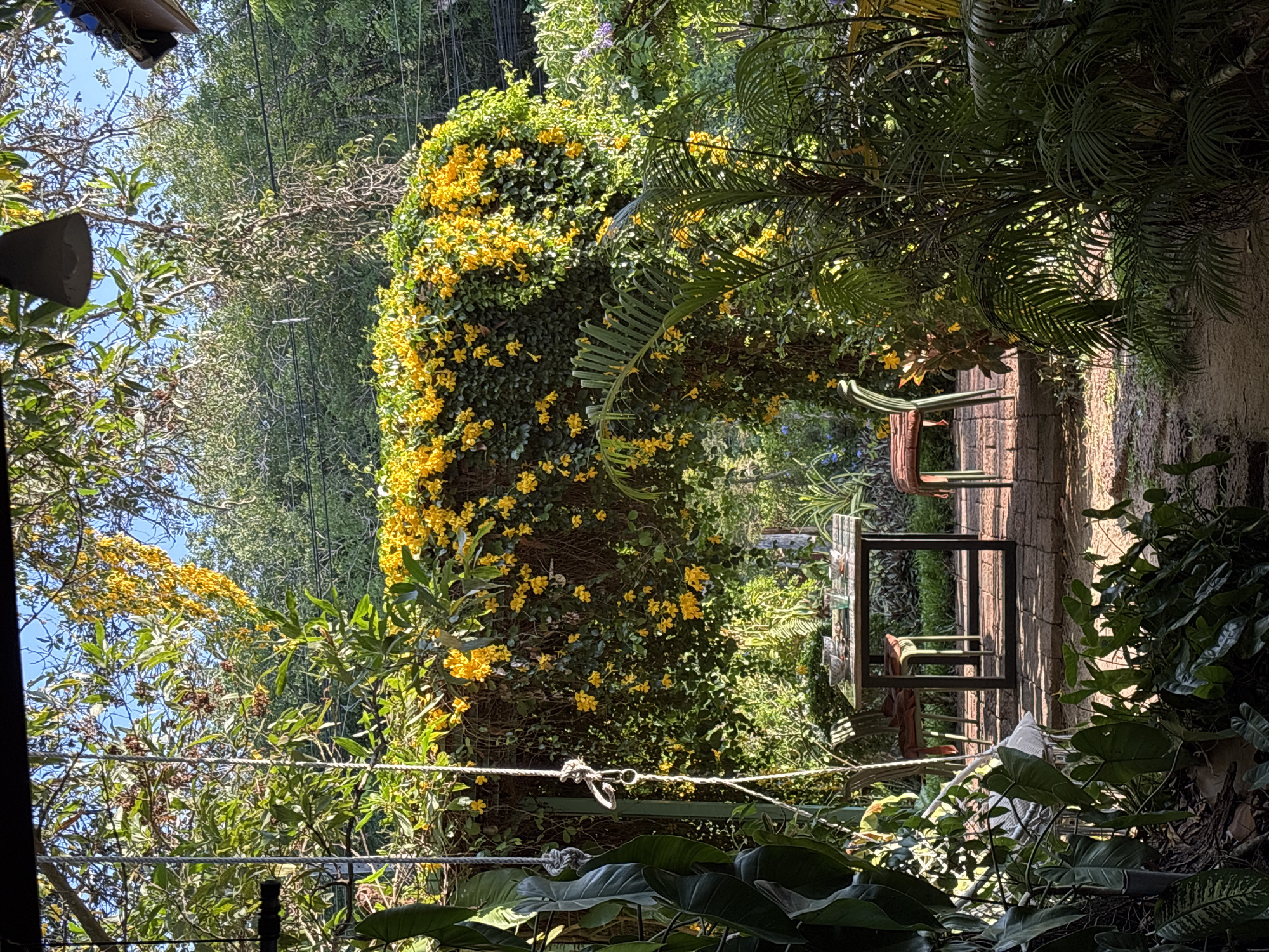 Morning leisure moments captured in tropical Choeng Thale garden