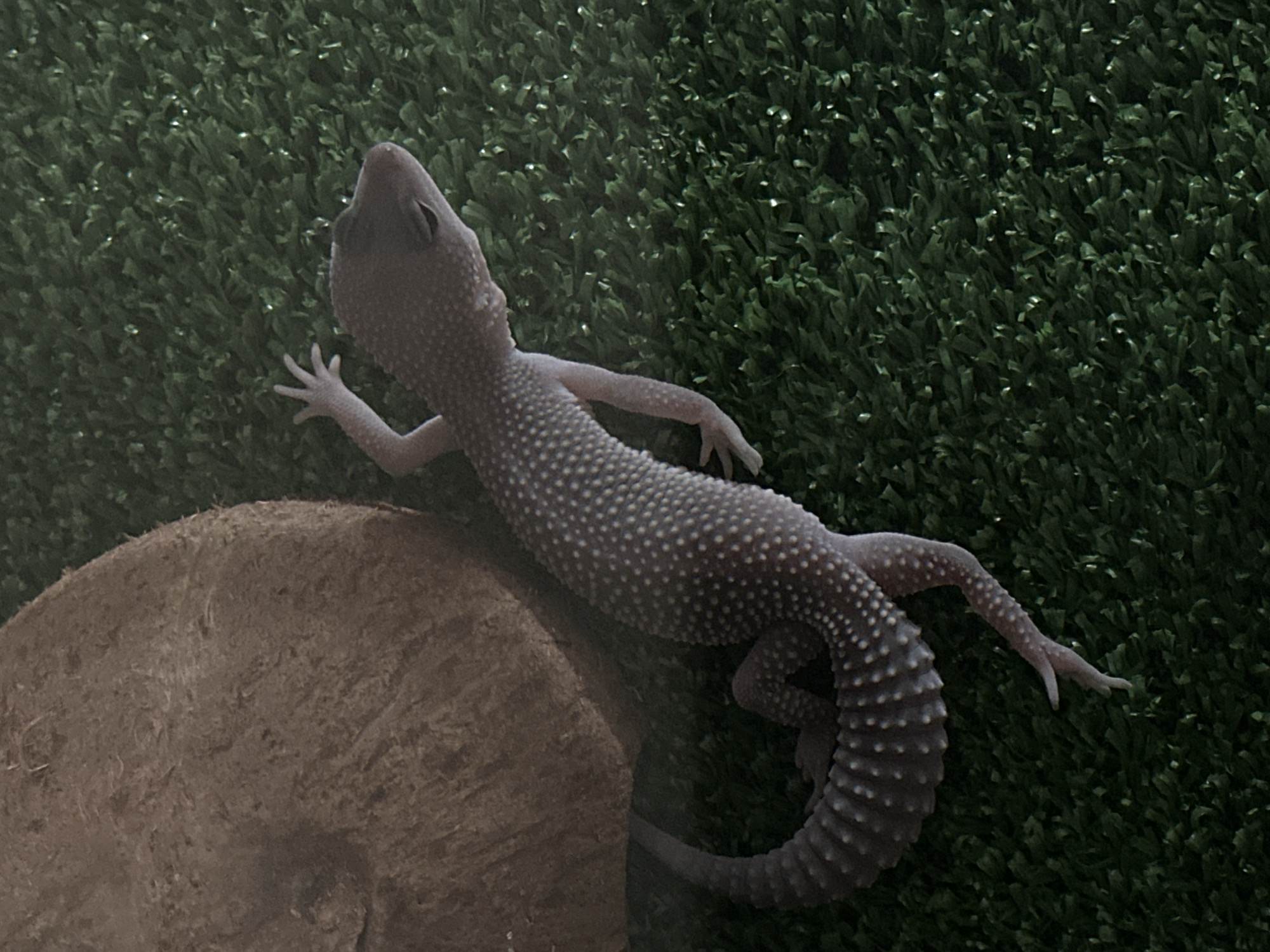 Speckled leopard gecko on artificial grass in Shchyolkovo