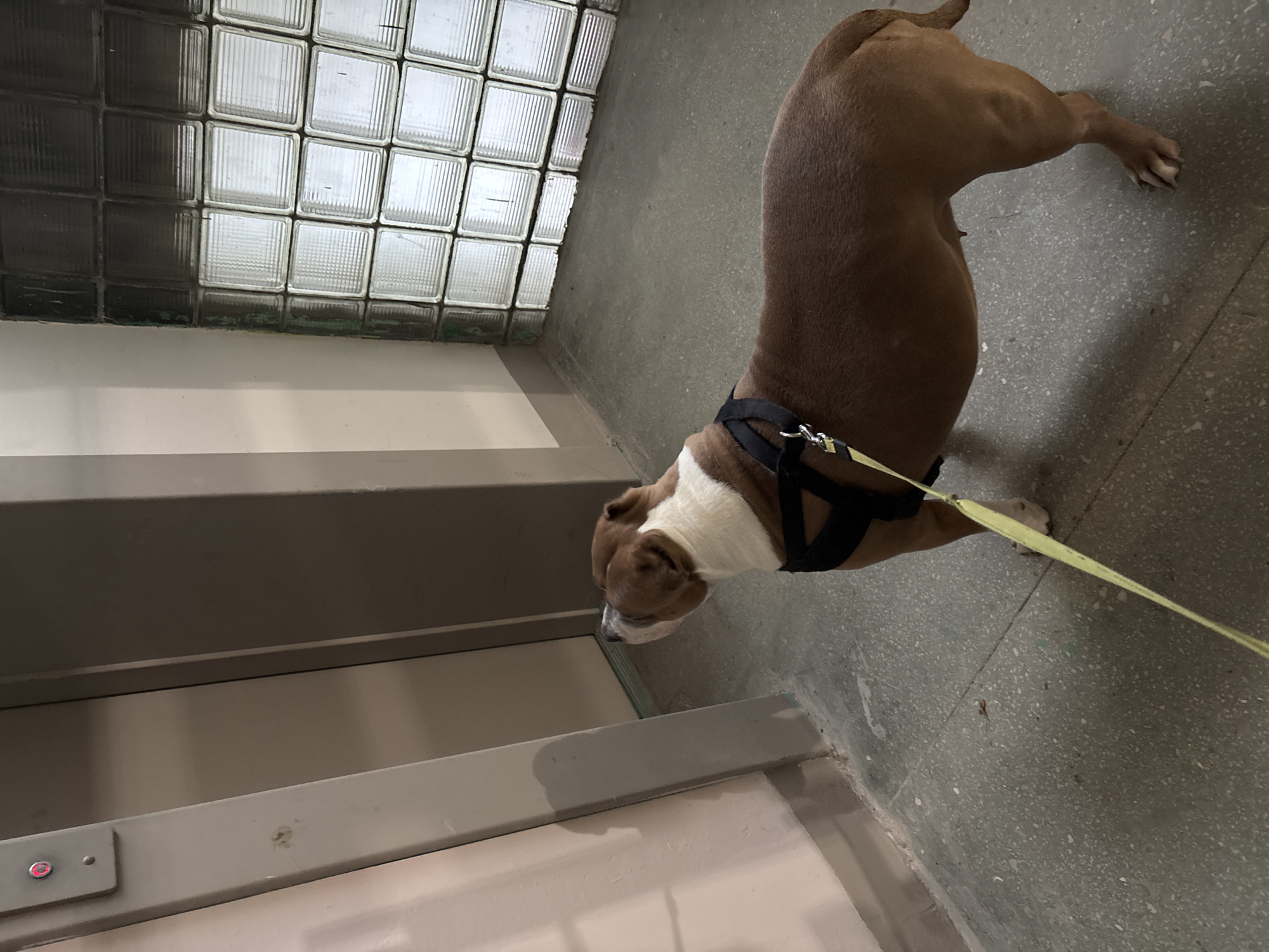 Dog on leash spotted indoors in Minsk