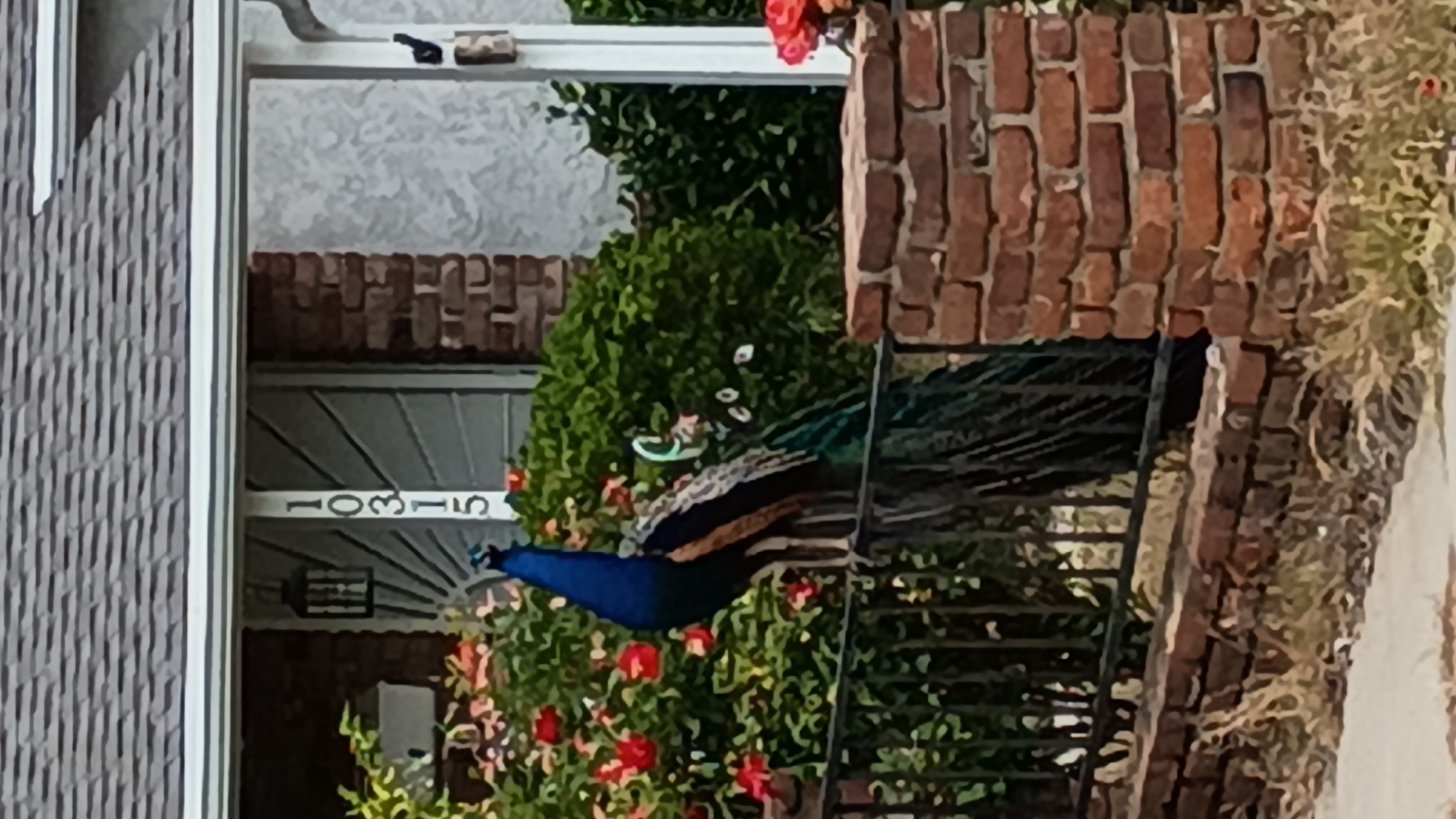 Peacock perches on Los Angeles apartment building fire escape