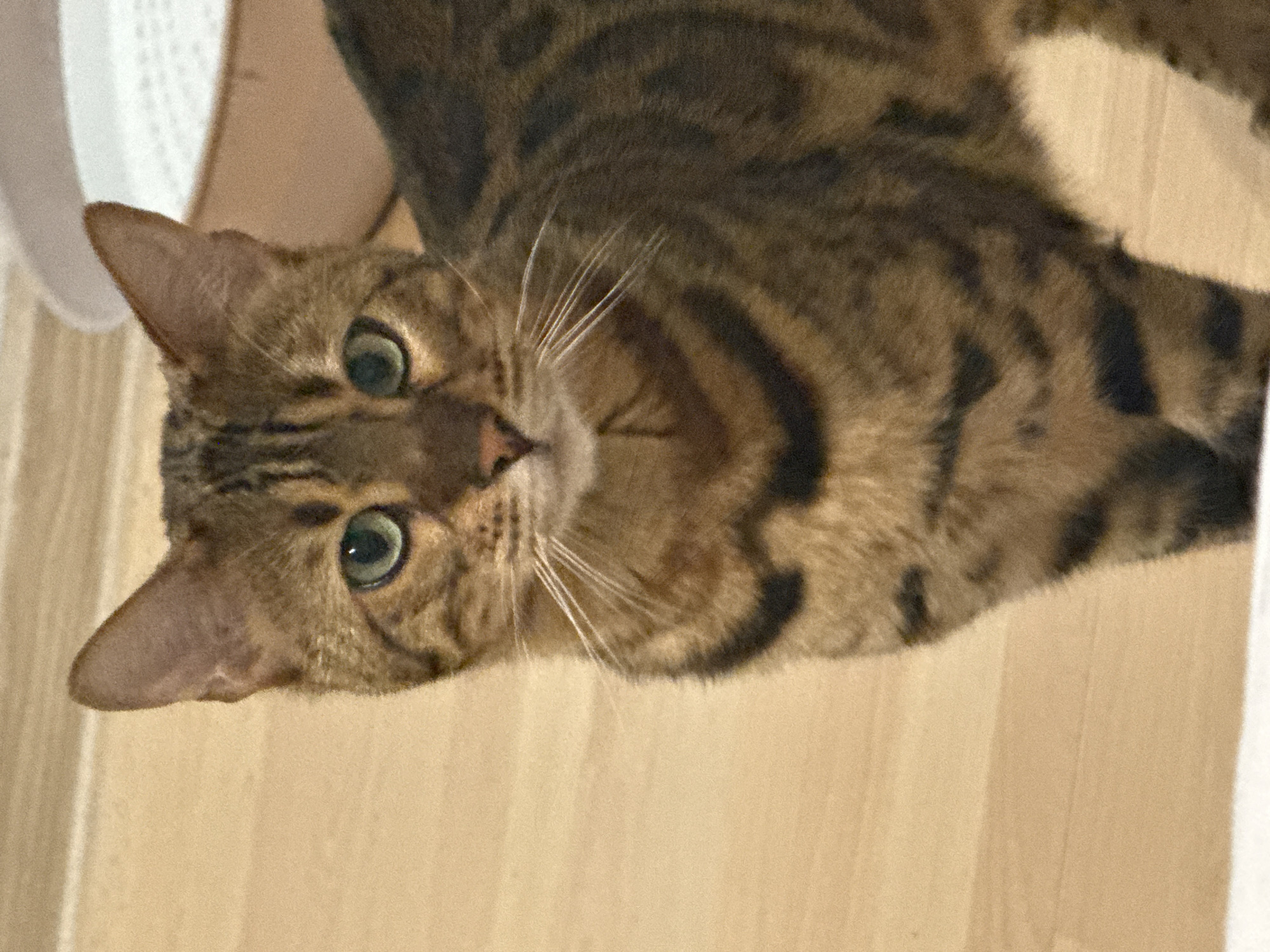 Curious tabby cat photographed in Yekaterinburg, Russia