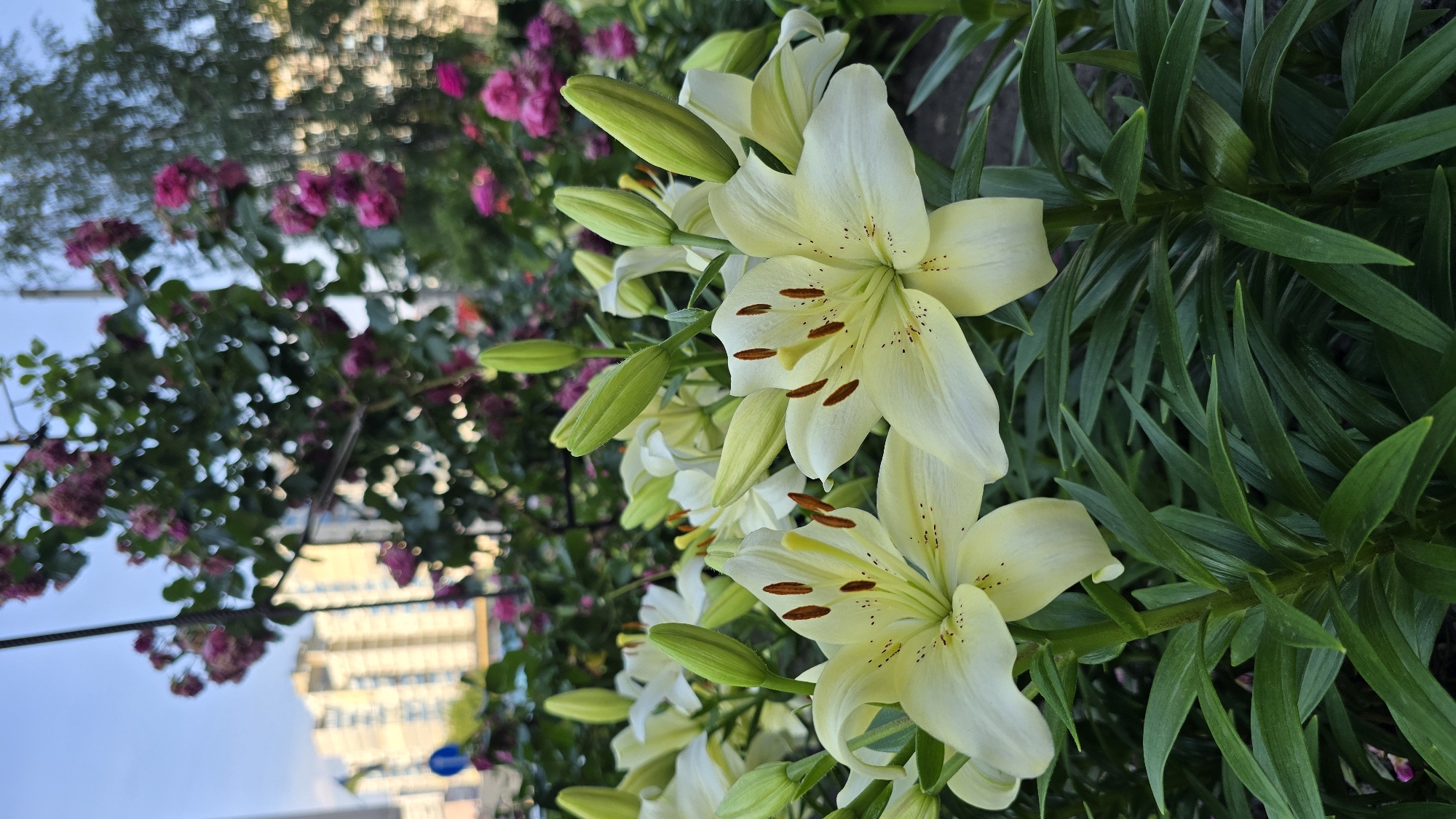 Kyiv garden in full bloom — roses and lilies up close