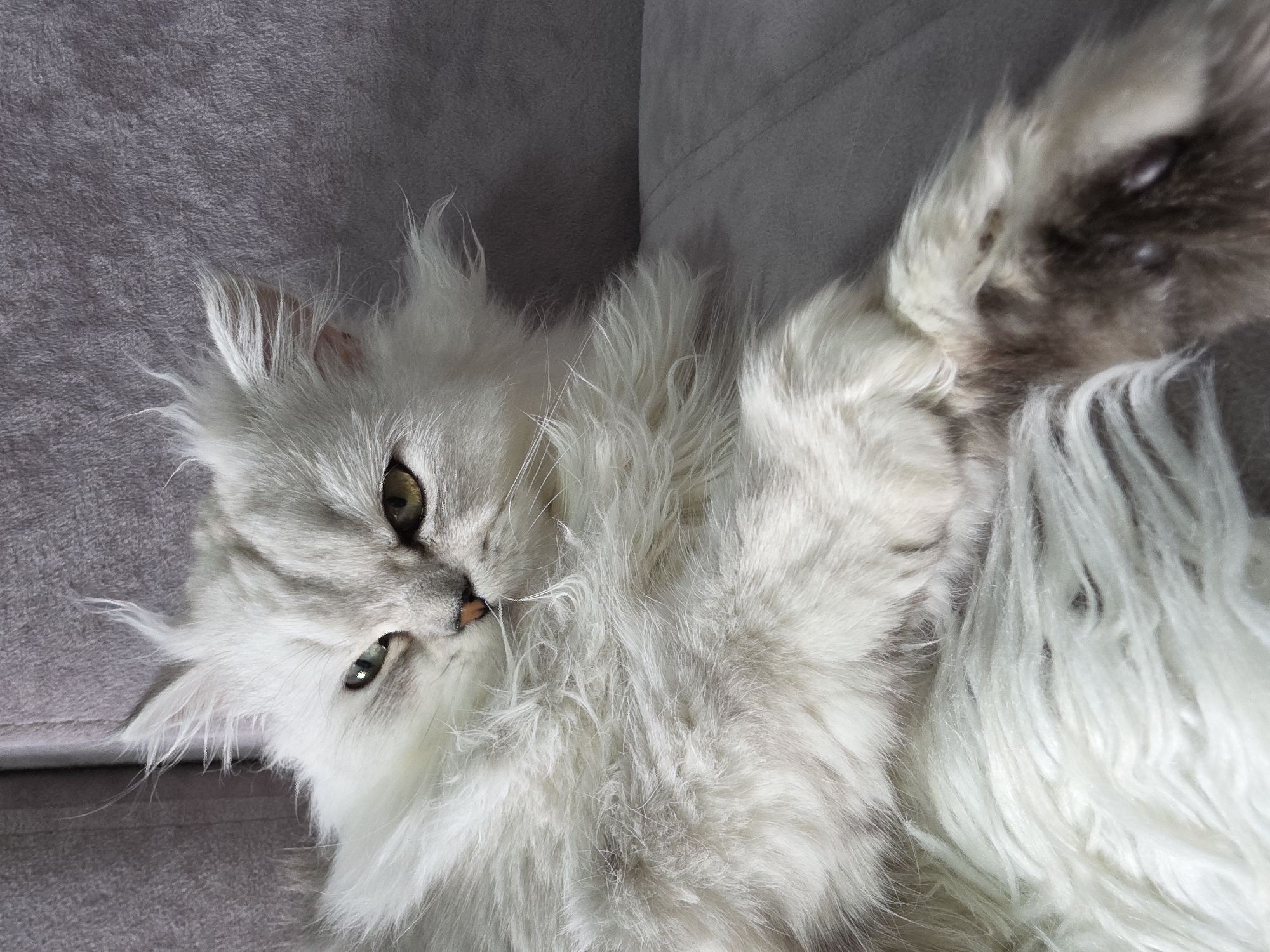 White Persian cat at home in Novocheboksarsk, just existing.