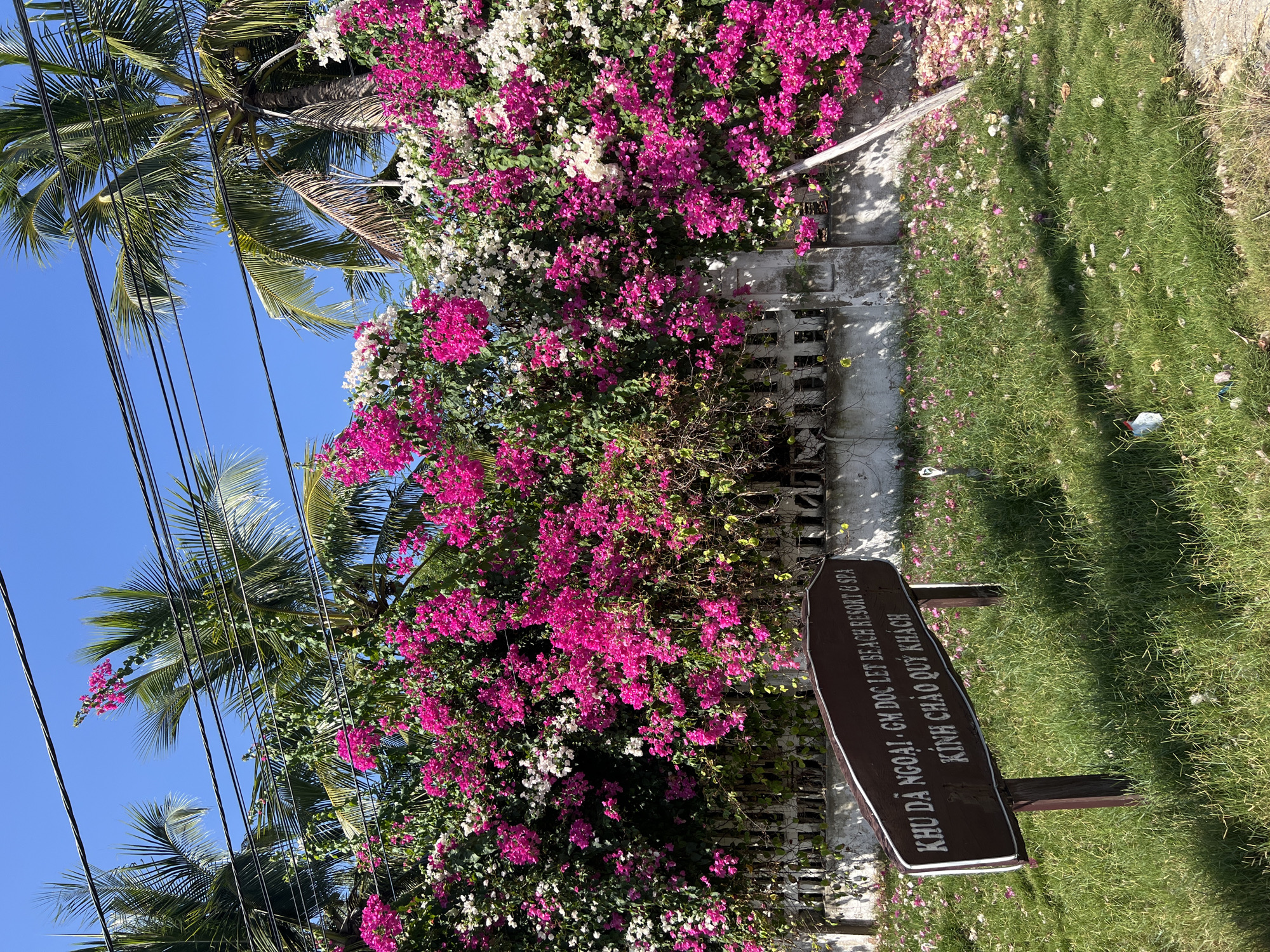 Cattle graze among pink flowers in Vietnamese coastal ward