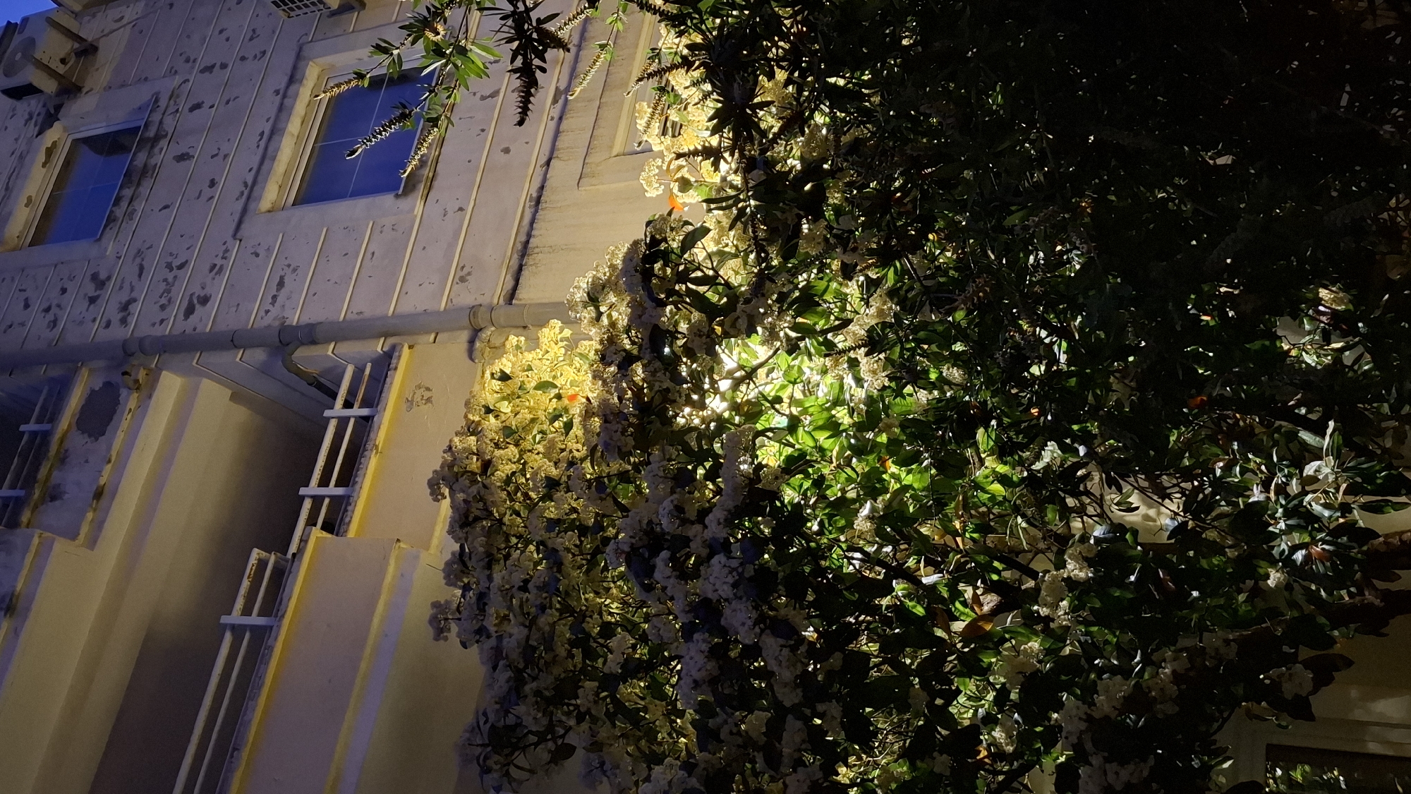 Evening blooms documented in Budva, Montenegro
