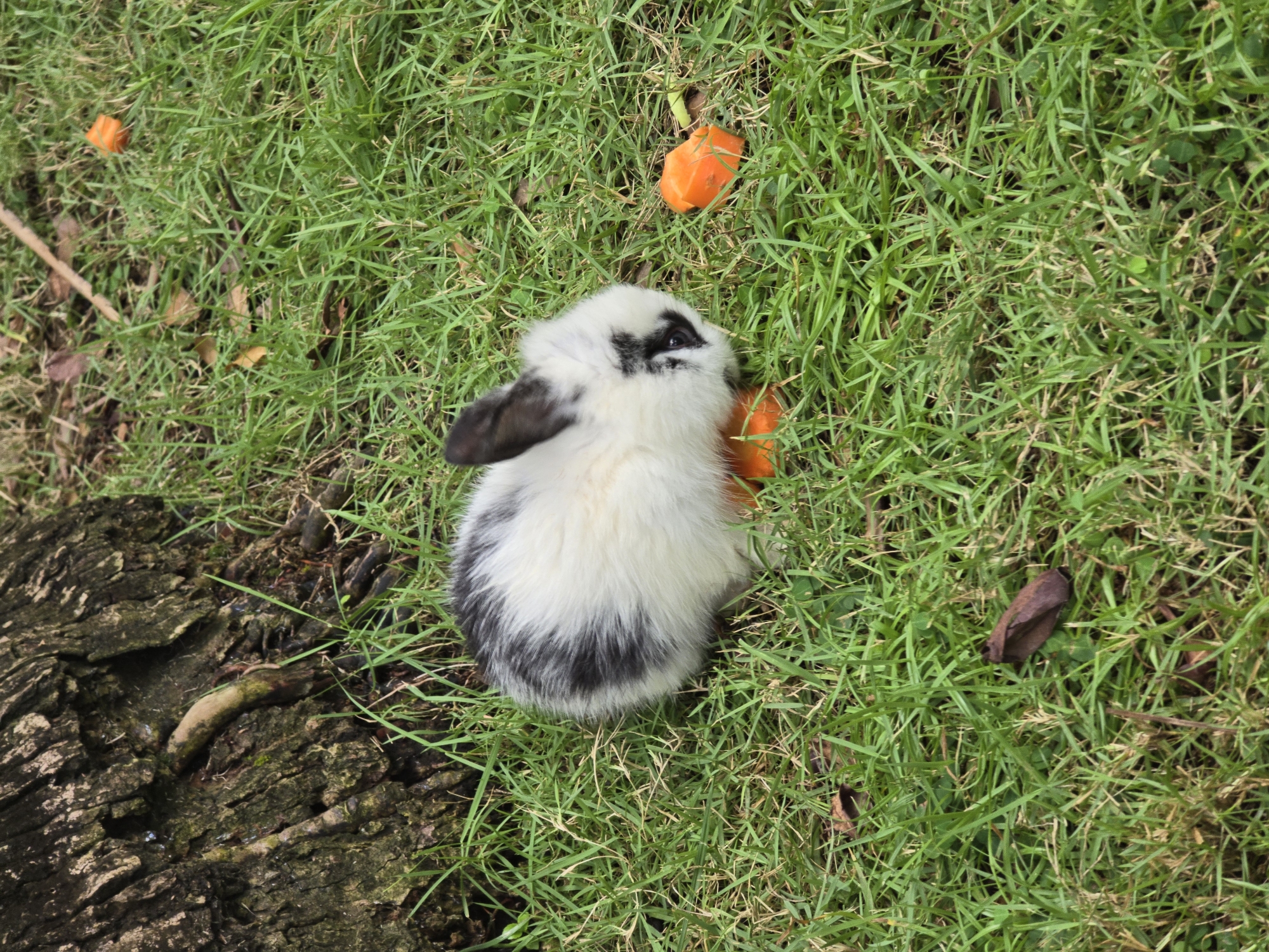 Domestic rabbits spotted grazing near hutch in Nusa Dua
