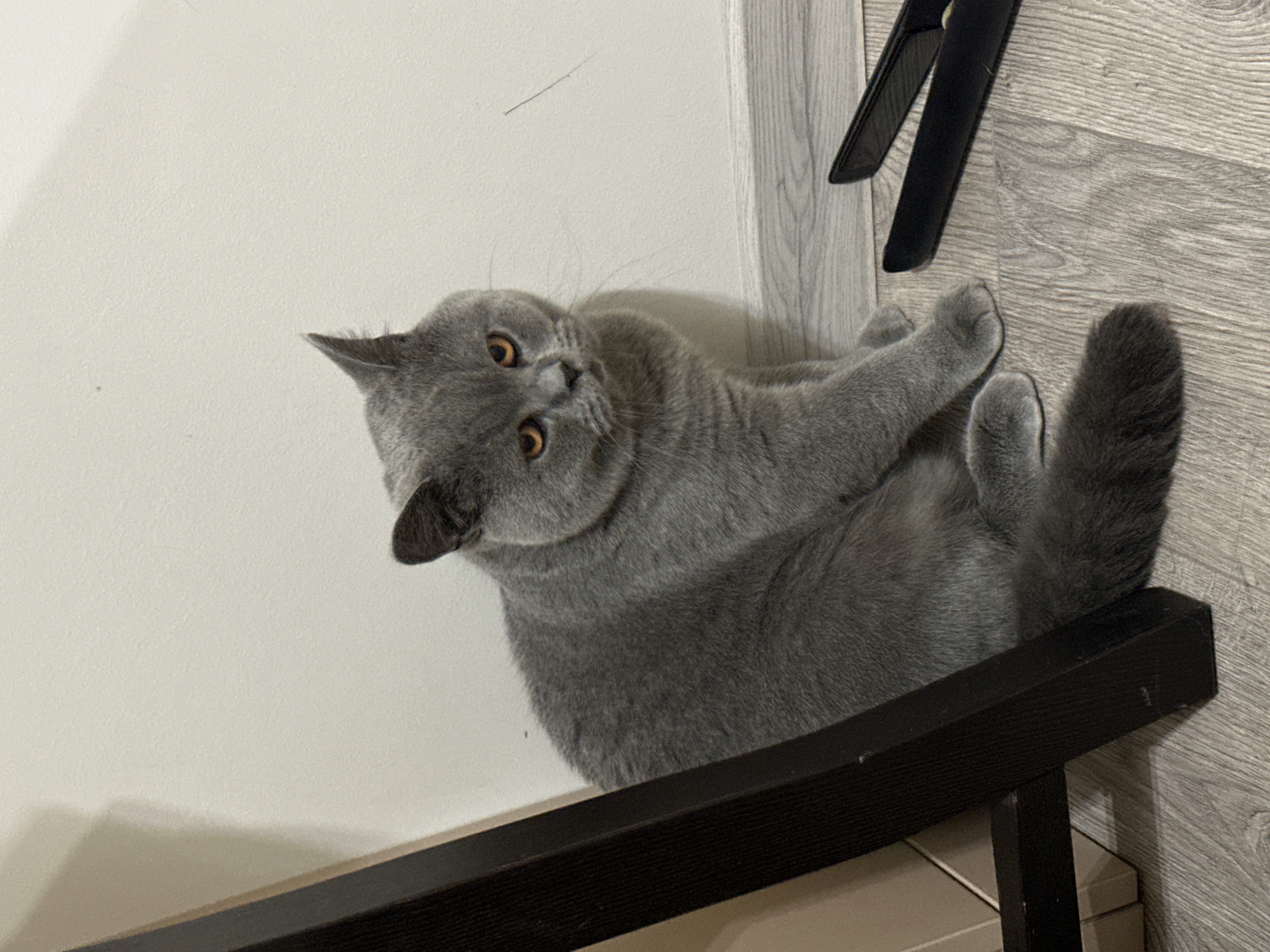 British Shorthair cat at home in Ruse, Bulgaria