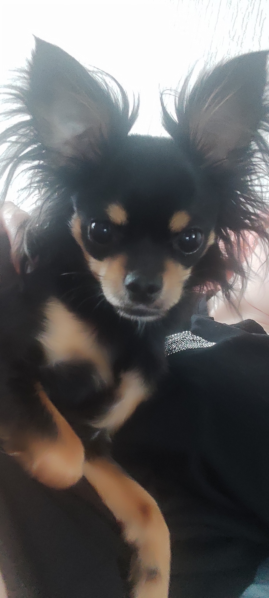 Woman shares quiet morning moments with Chihuahua and calico cat